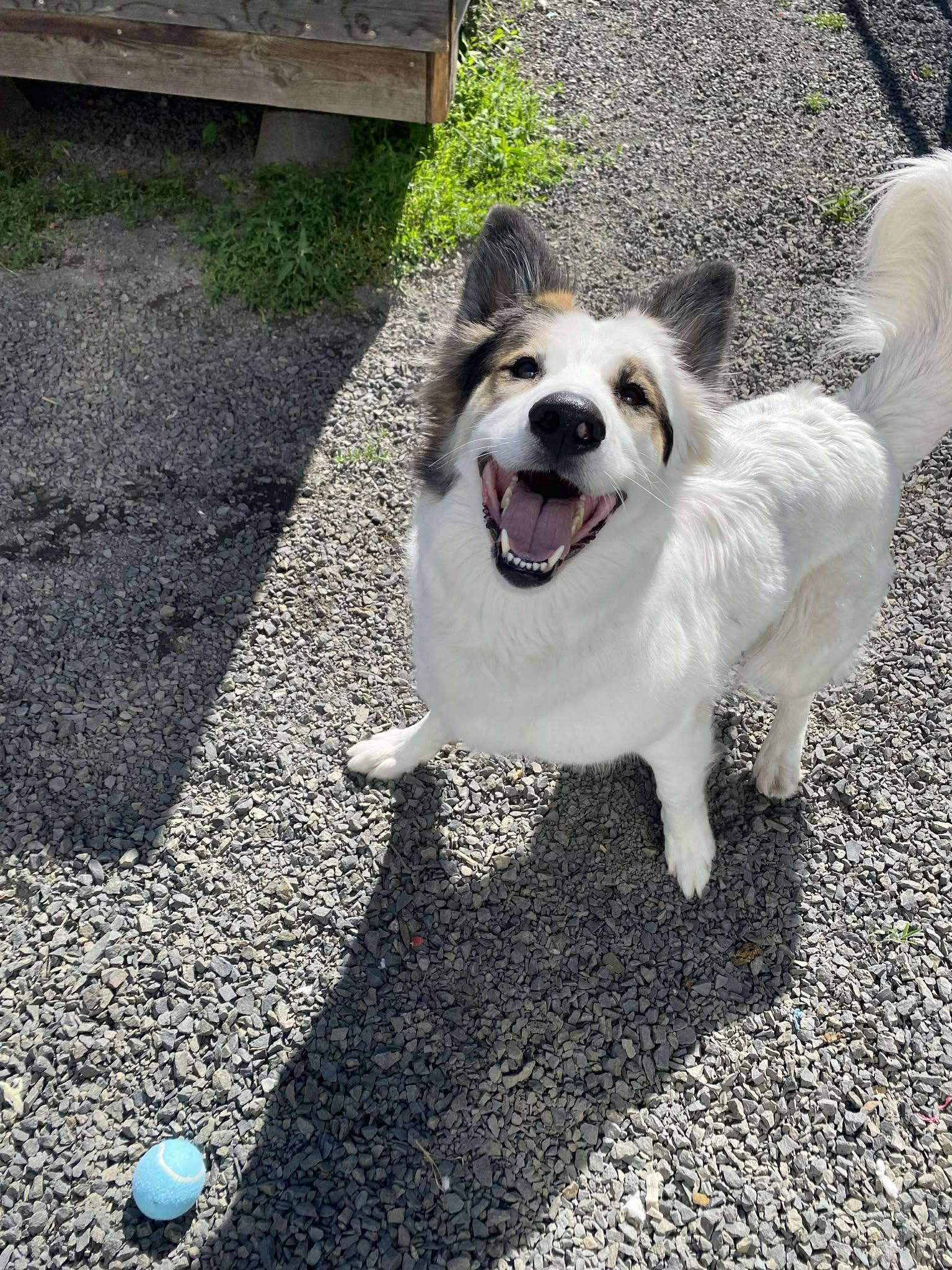 Enlarge Becky, an adoptable mixed breed in Moscow, ID image 3/6
