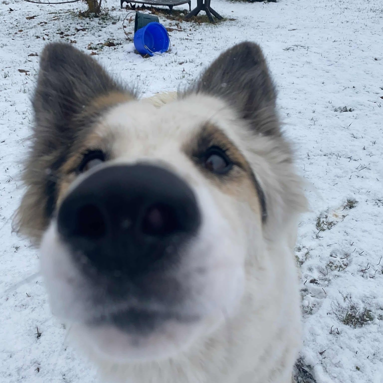 Enlarge Becky, an adoptable mixed breed in Moscow, ID image 4/6