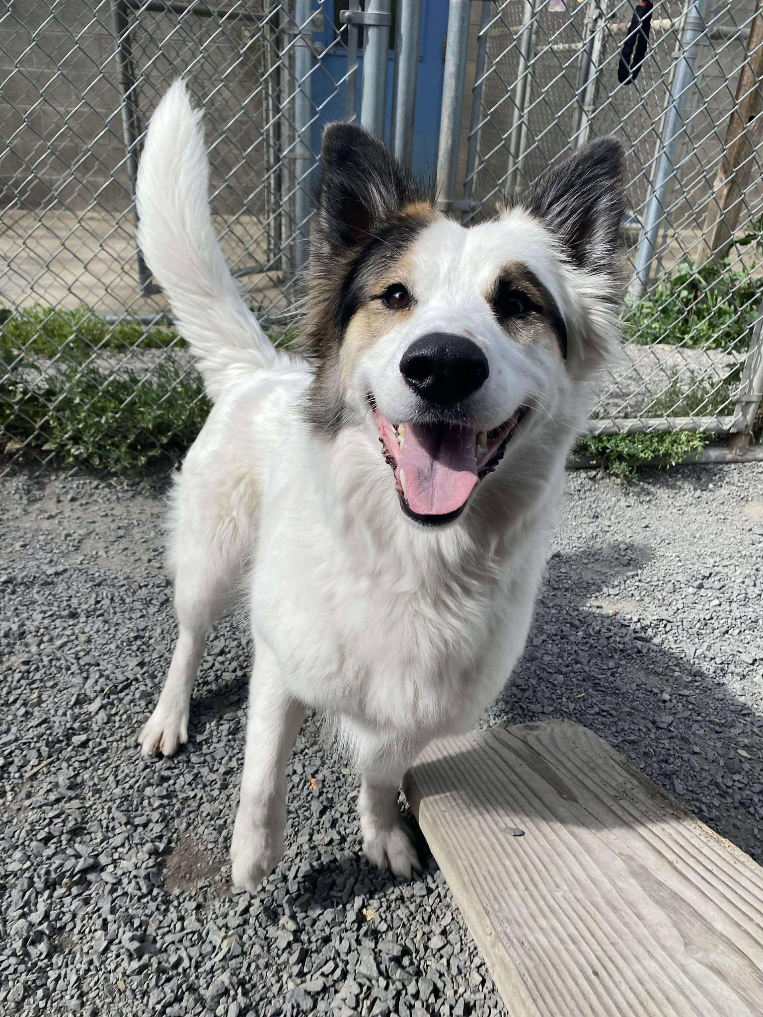 Enlarge Becky, an adoptable mixed breed in Moscow, ID image 1/6