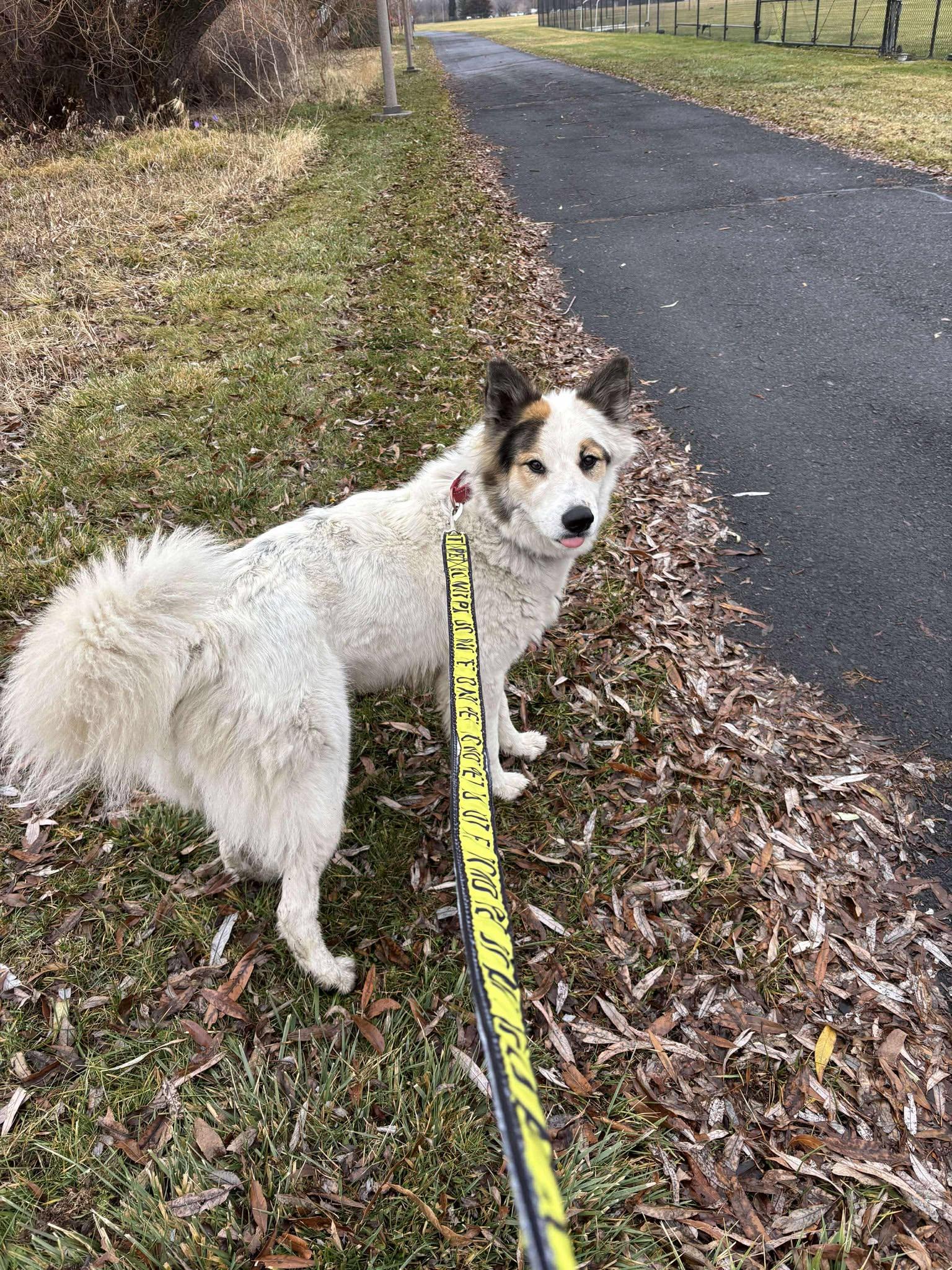 Enlarge Becky, an adoptable mixed breed in Moscow, ID image 5/6