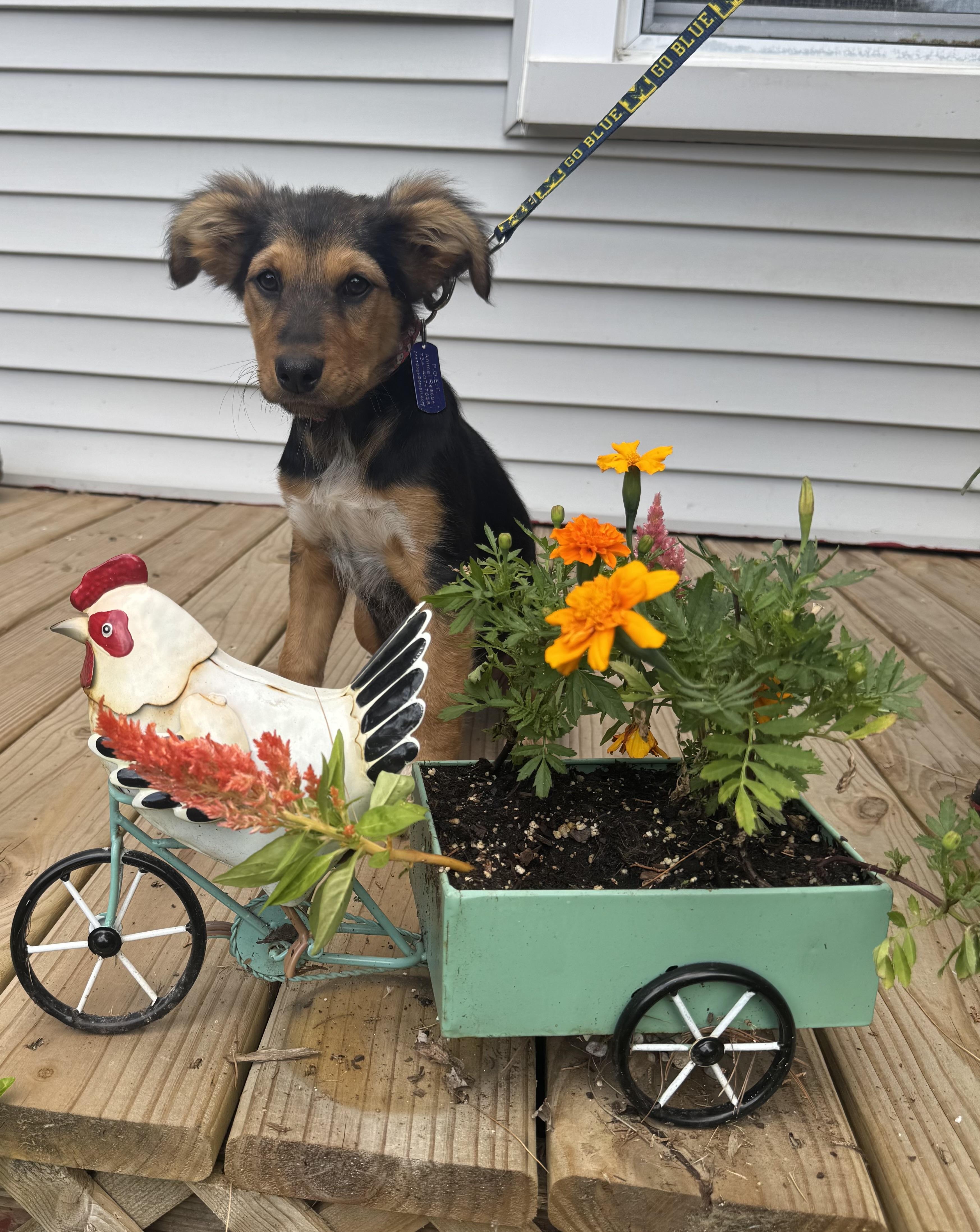 Enlarge Willow, a ADOPTABLE mixed breed in Garden City, MI image 1/2