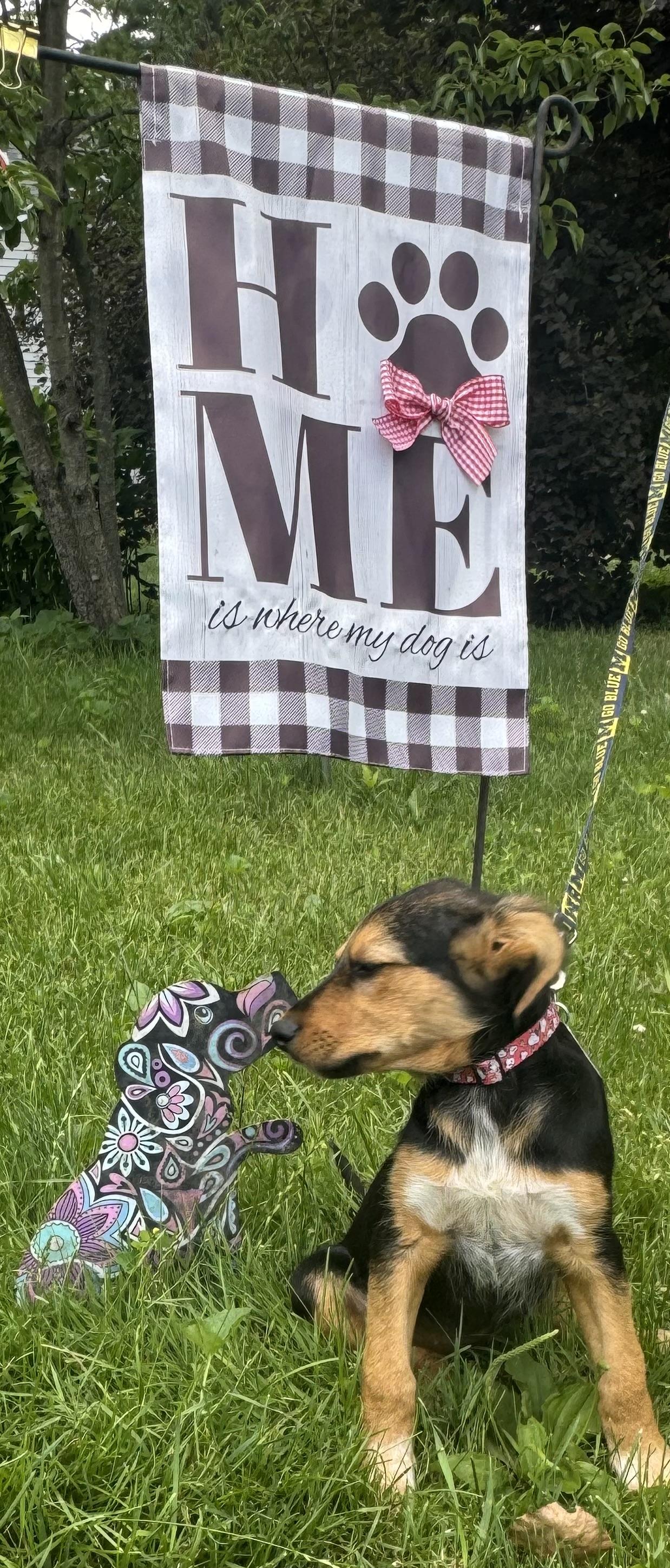 Enlarge Willow, a ADOPTABLE mixed breed in Garden City, MI image 2/2