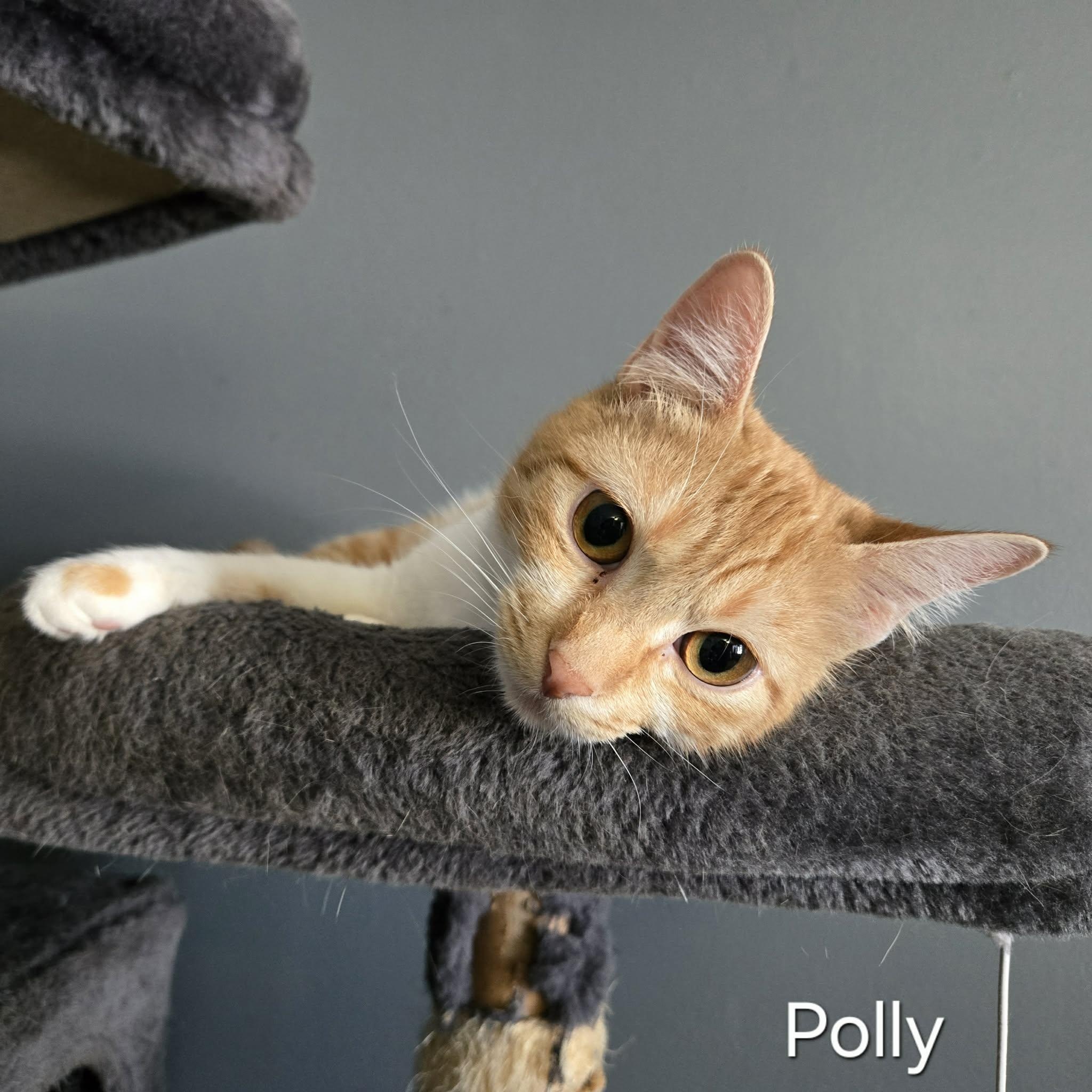 Enlarge Polly, a ADOPTABLE Domestic Short Hair in Sedalia, MO image 3/5