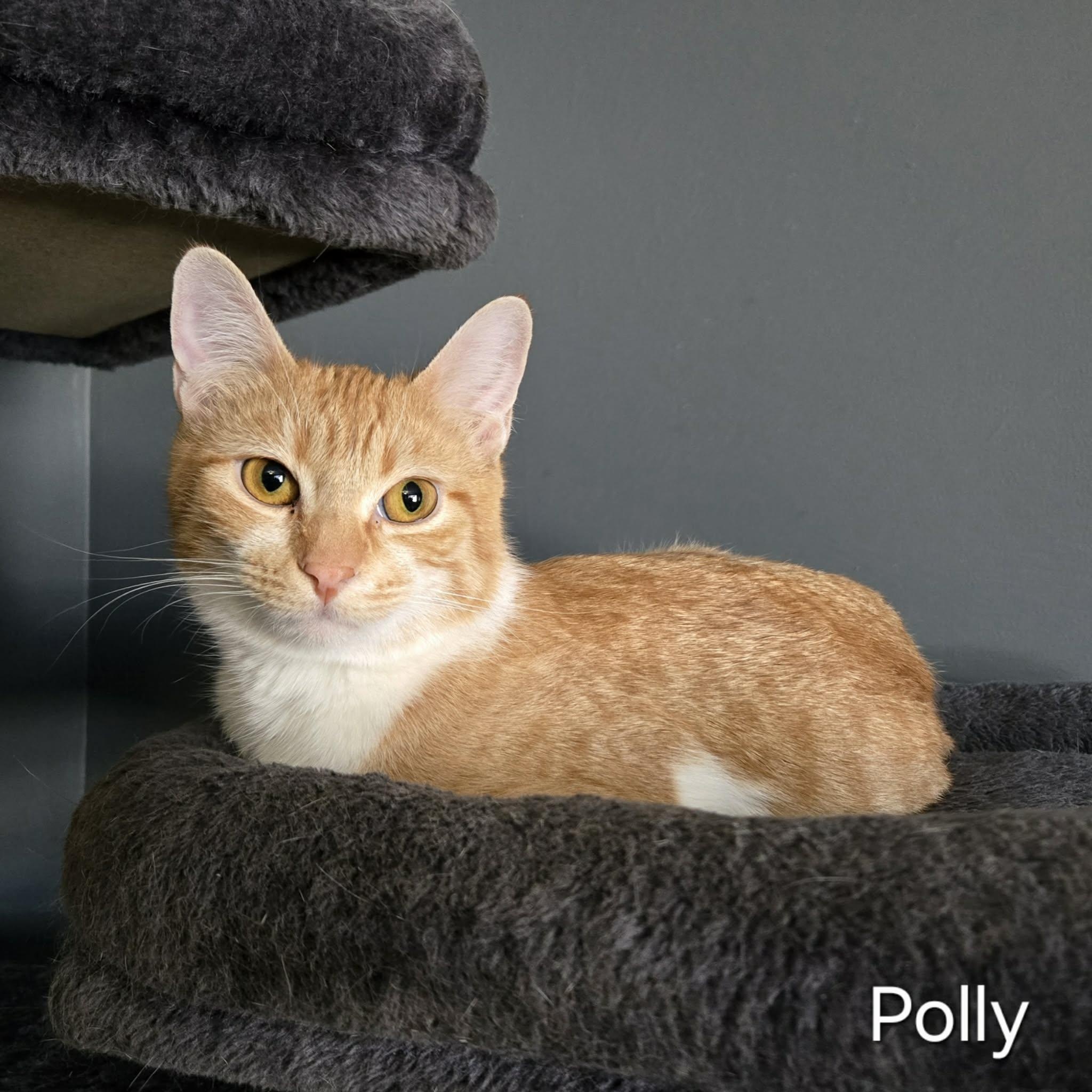 Polly, ADOPTABLE, Kitten Female Domestic Short Hair.