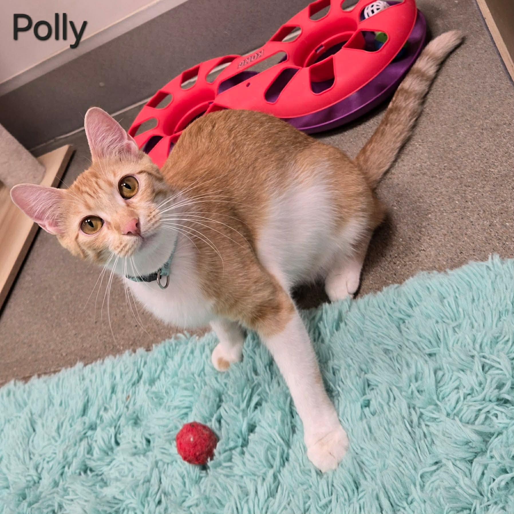 Polly, ADOPTABLE, Kitten Female Domestic Short Hair.