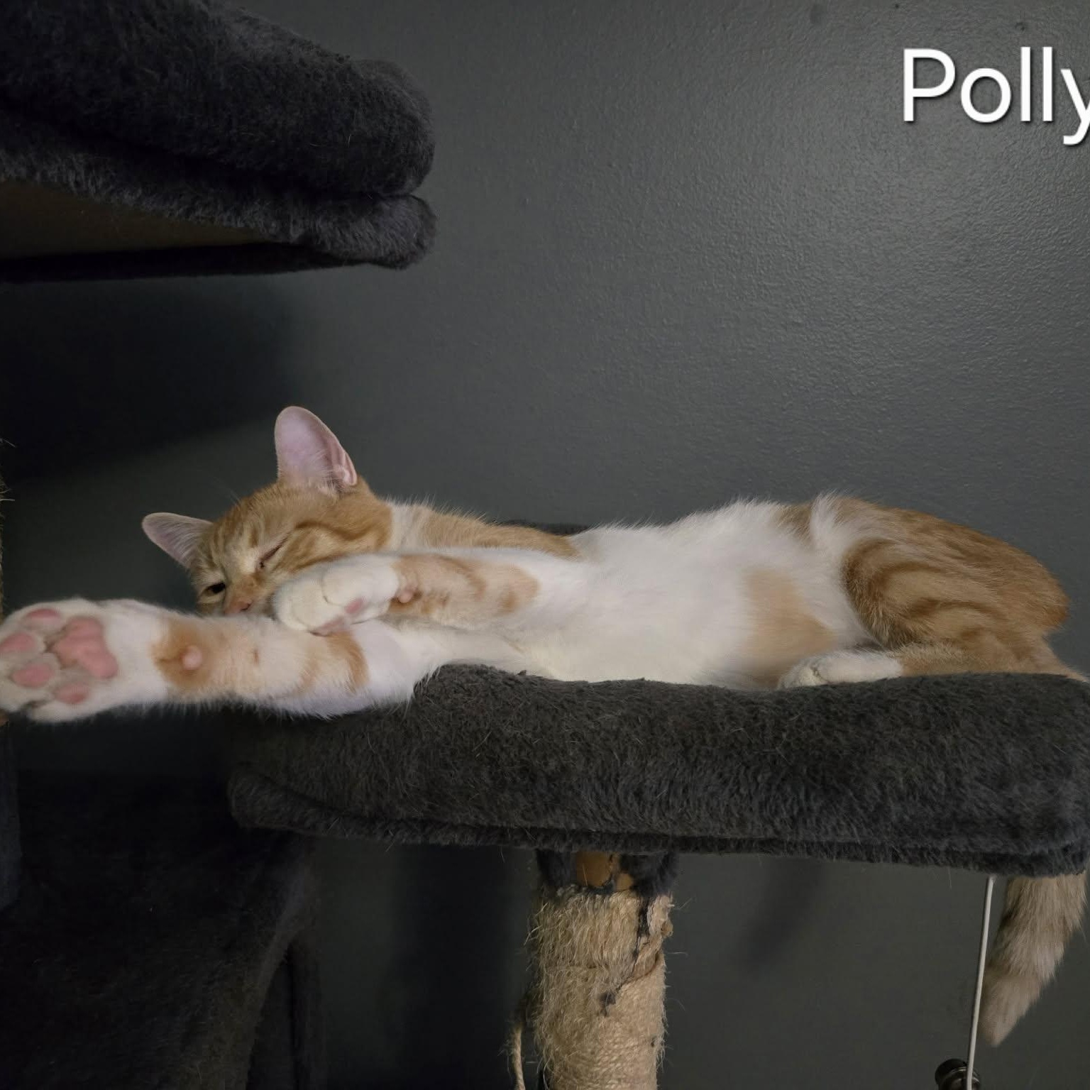 Enlarge Polly, a ADOPTABLE Domestic Short Hair in Sedalia, MO image 4/5