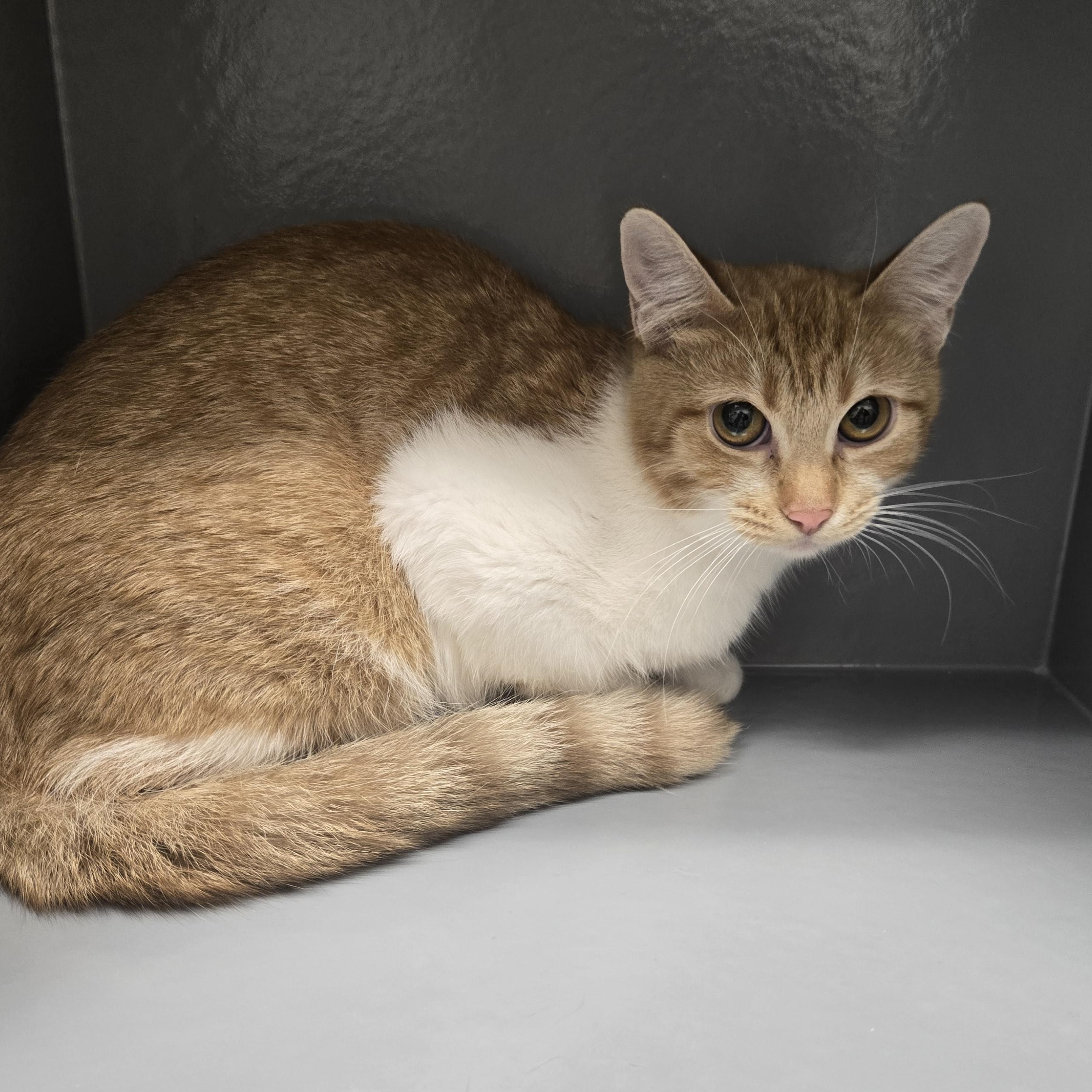 Polly, ADOPTABLE, Kitten Female Domestic Short Hair.