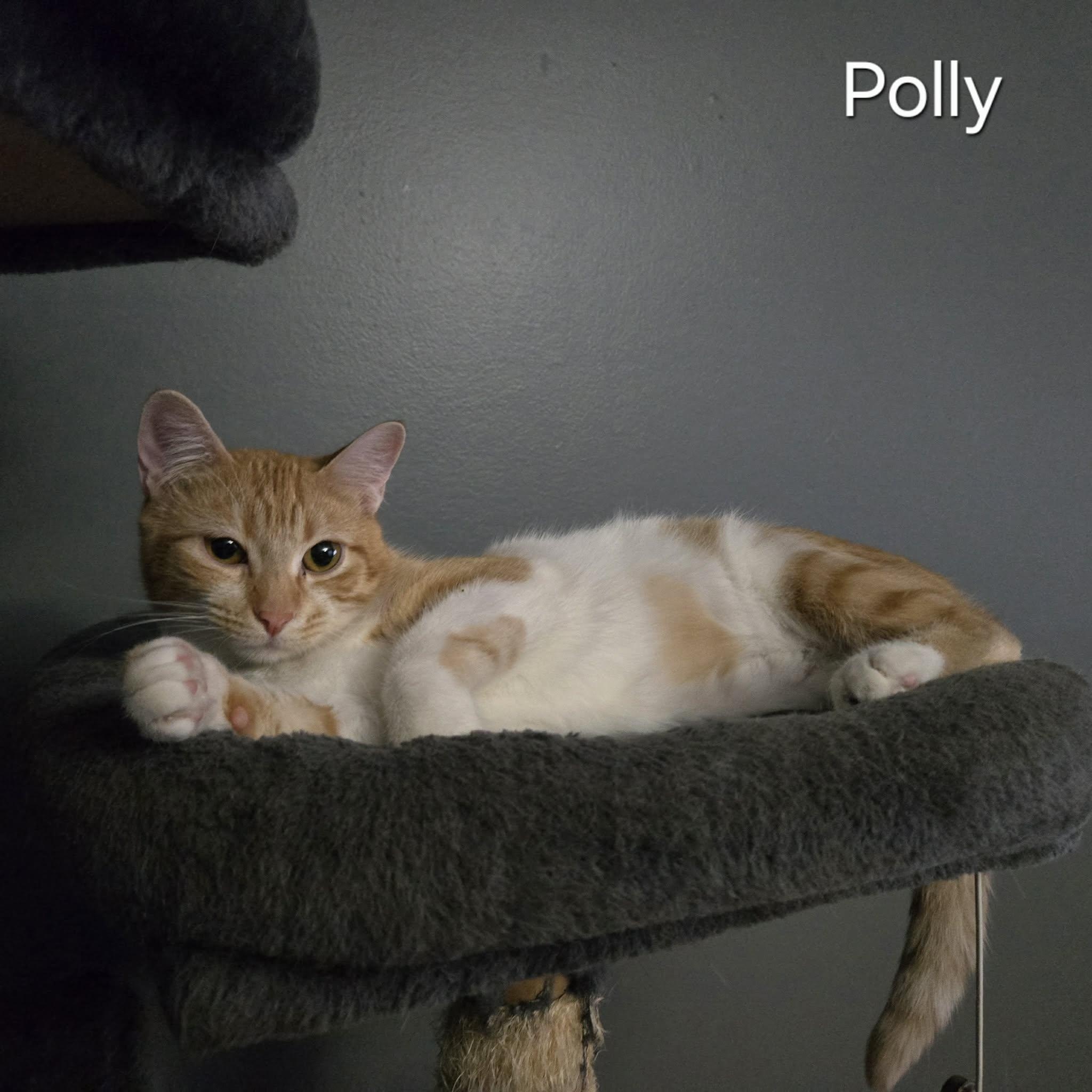 Enlarge Polly, a ADOPTABLE Domestic Short Hair in Sedalia, MO image 5/5