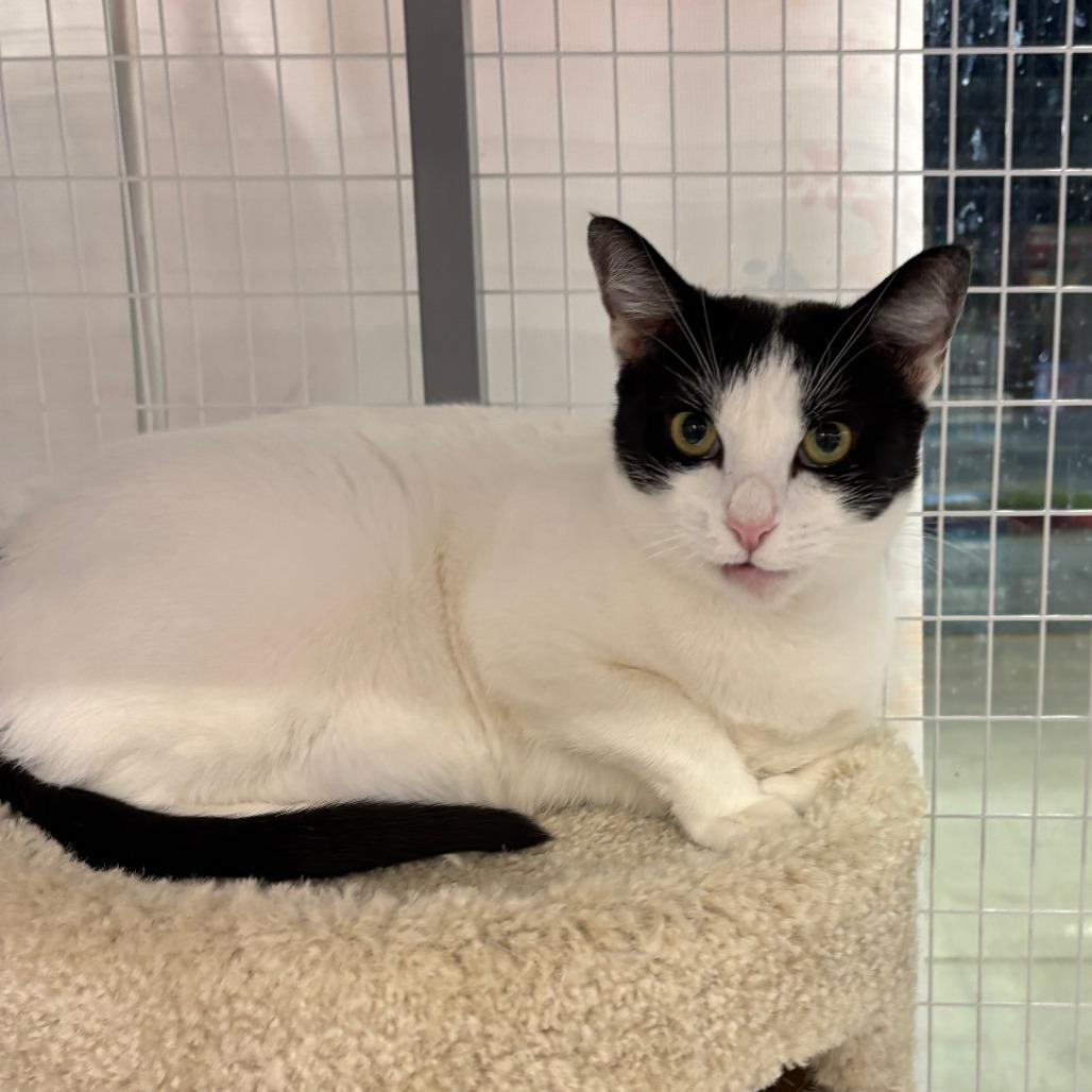 Sparkle, a Adoptable Domestic Short Hair in League City, TX image 1/6