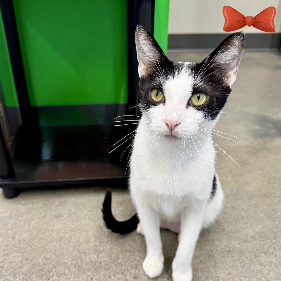 Sparkle, a Adoptable Domestic Short Hair in League City, TX image 2/6