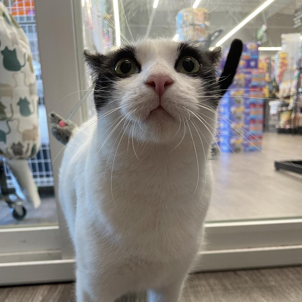 Sparkle, a Adoptable Domestic Short Hair in League City, TX image 3/6