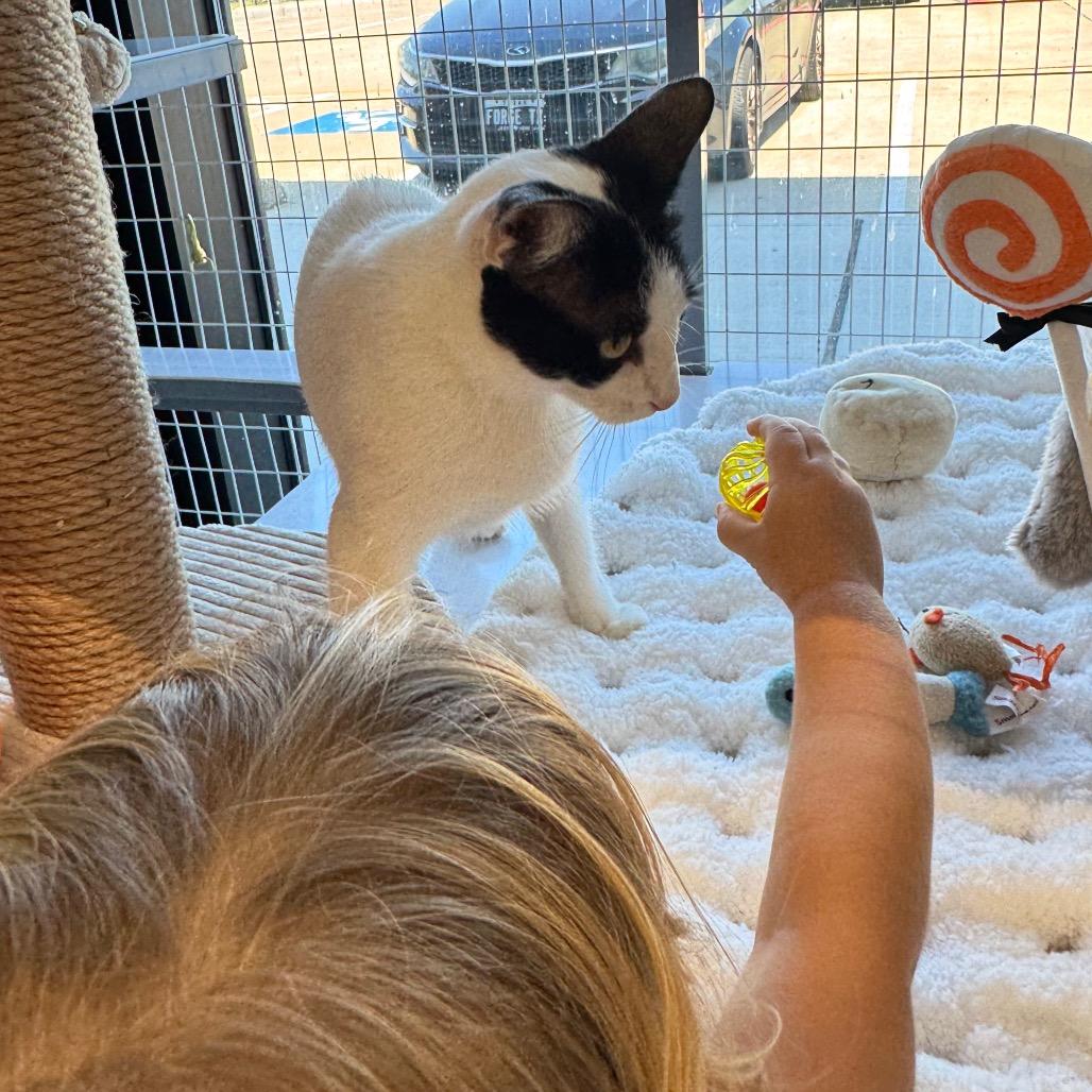 Sparkle, a Adoptable Domestic Short Hair in League City, TX image 4/6