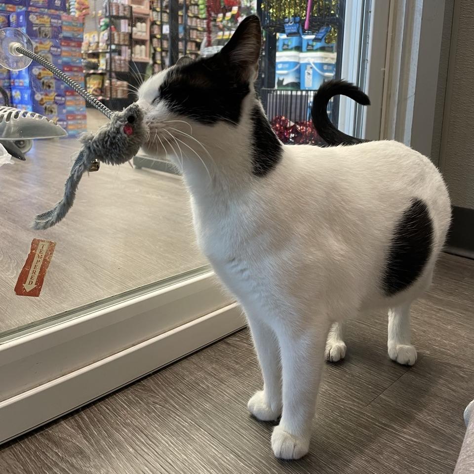 Sparkle, a Adoptable Domestic Short Hair in League City, TX image 5/6