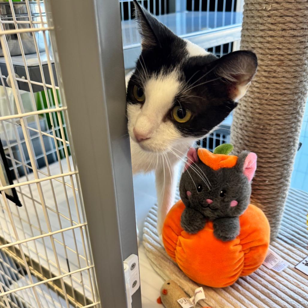 Sparkle, a Adoptable Domestic Short Hair in League City, TX image 6/6