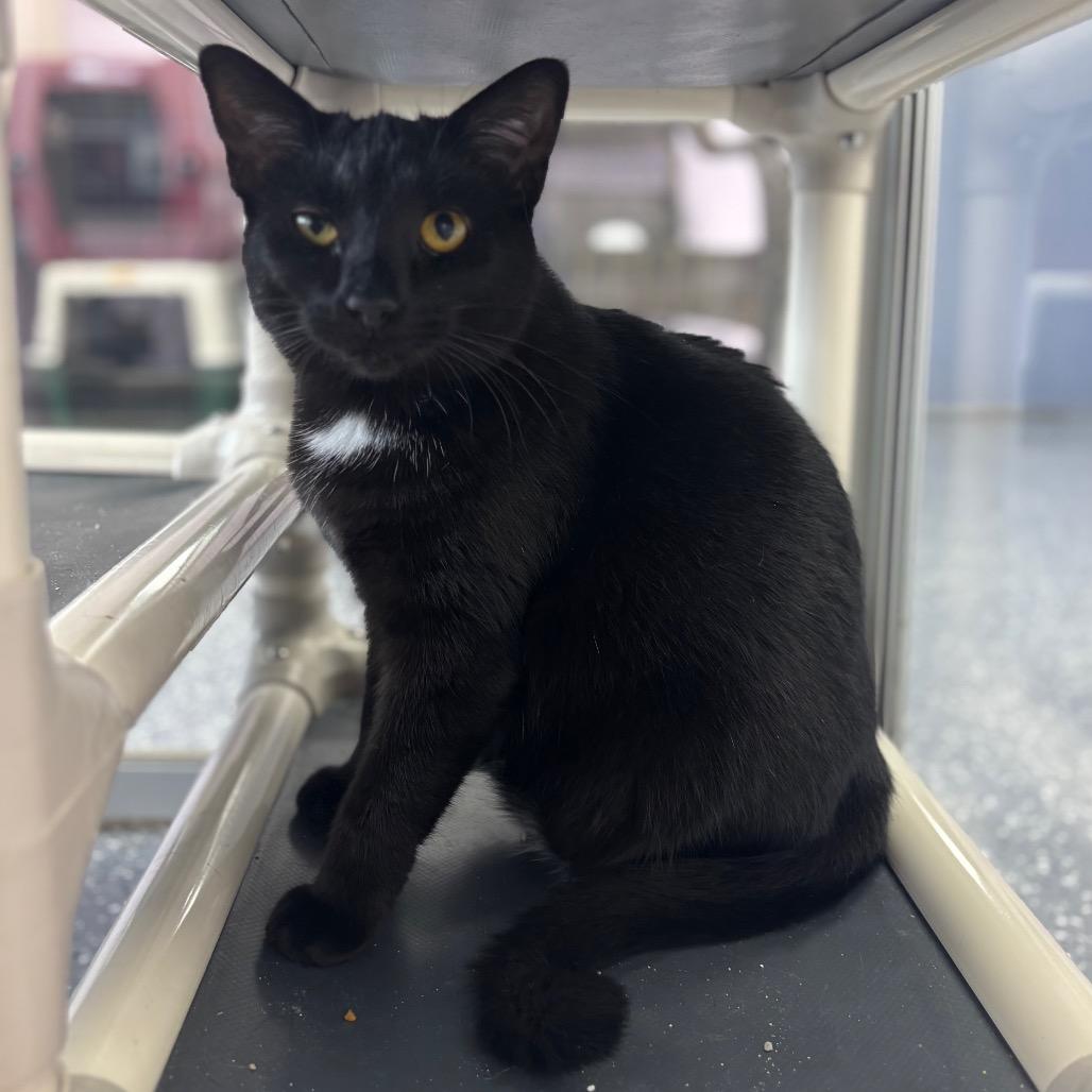 Enlarge Bernice, a Adoptable Domestic Short Hair in Marshalltown, IA image 1/5