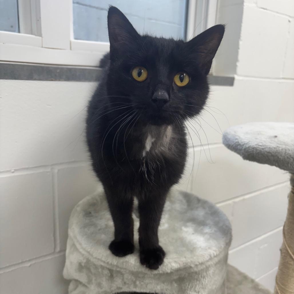 Enlarge Bernice, a Adoptable Domestic Short Hair in Marshalltown, IA image 2/5
