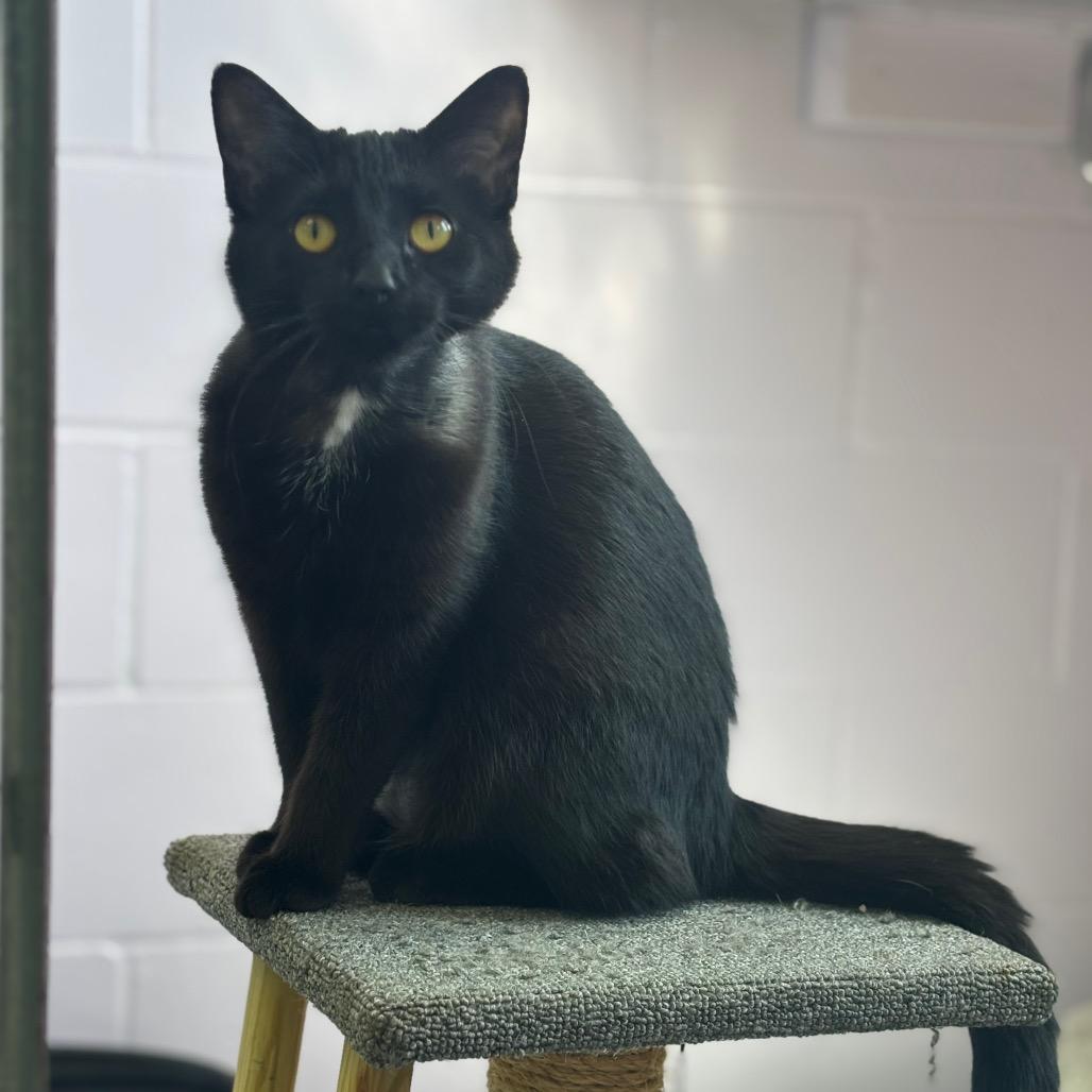 Enlarge Bernice, a Adoptable Domestic Short Hair in Marshalltown, IA image 3/5