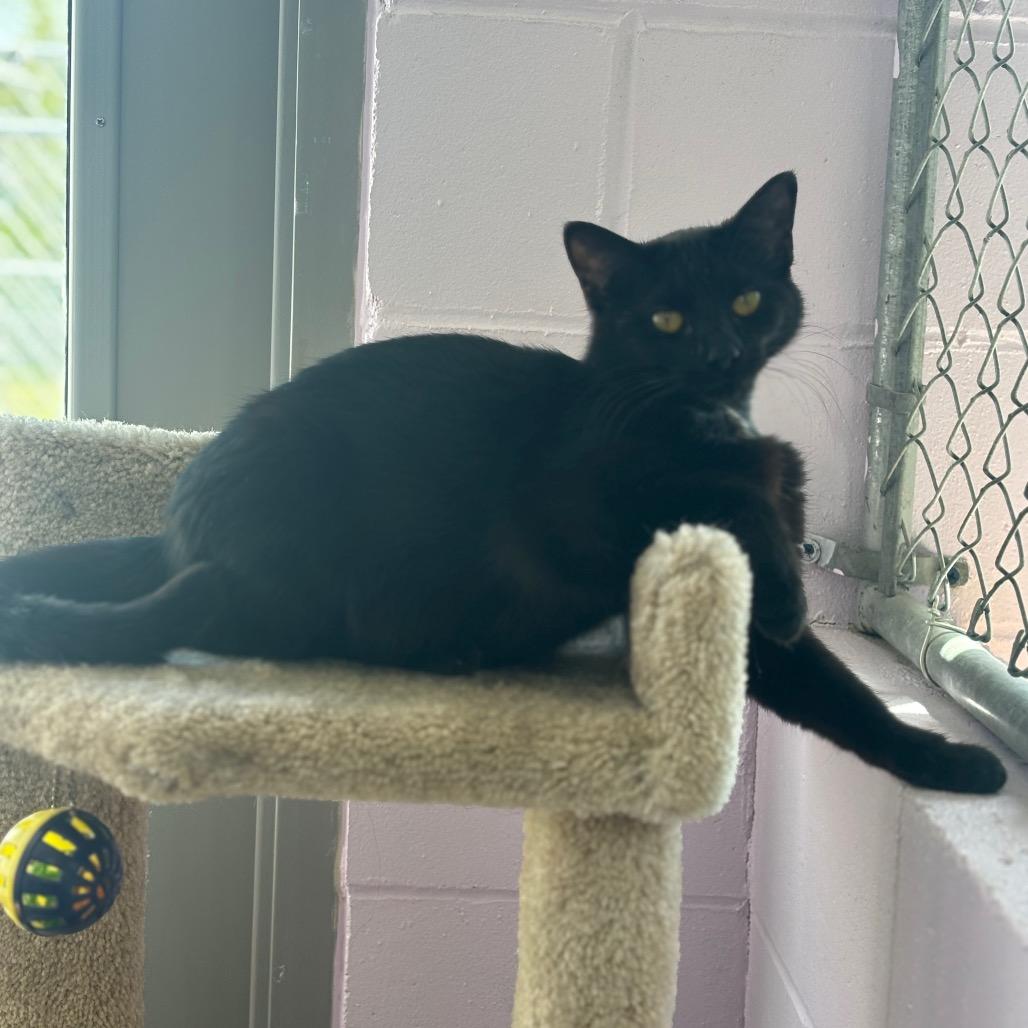 Enlarge Bernice, a Adoptable Domestic Short Hair in Marshalltown, IA image 4/5