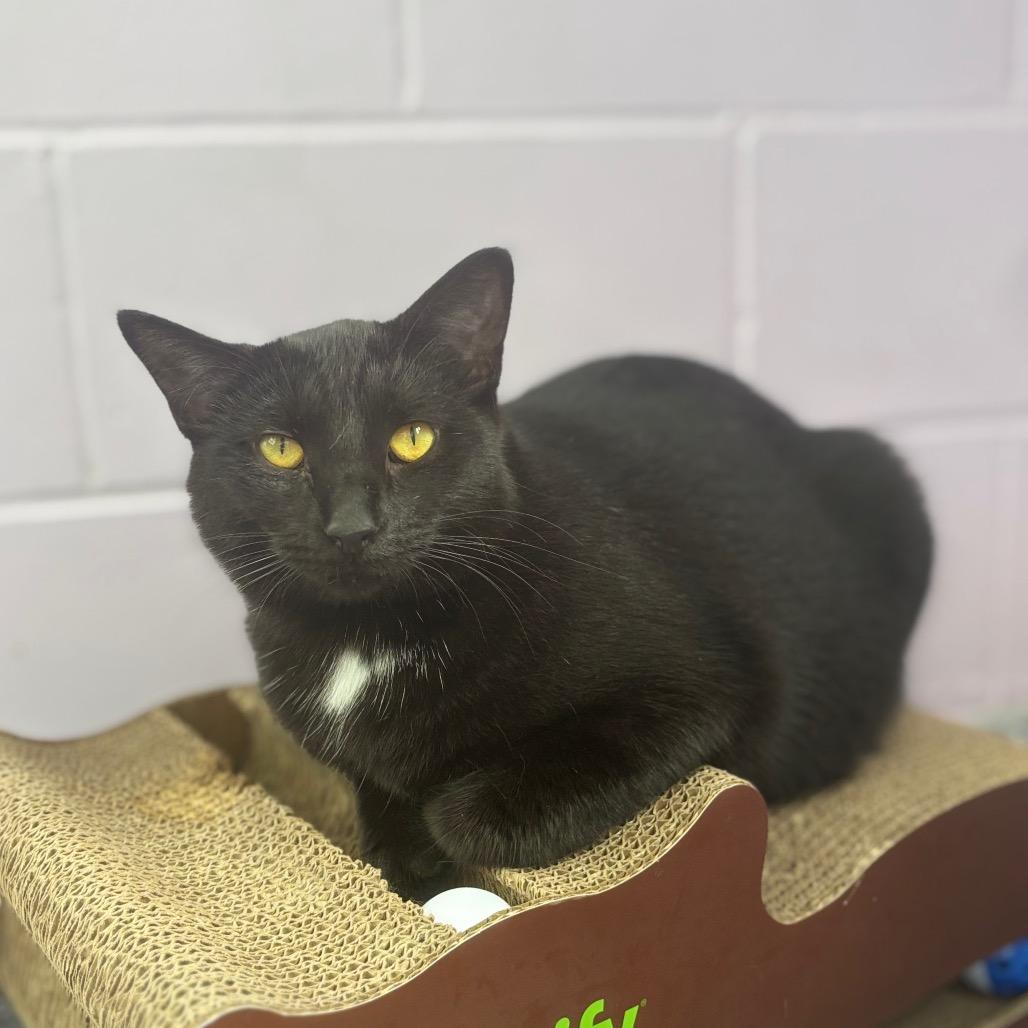 Enlarge Bernice, a Adoptable Domestic Short Hair in Marshalltown, IA image 5/5