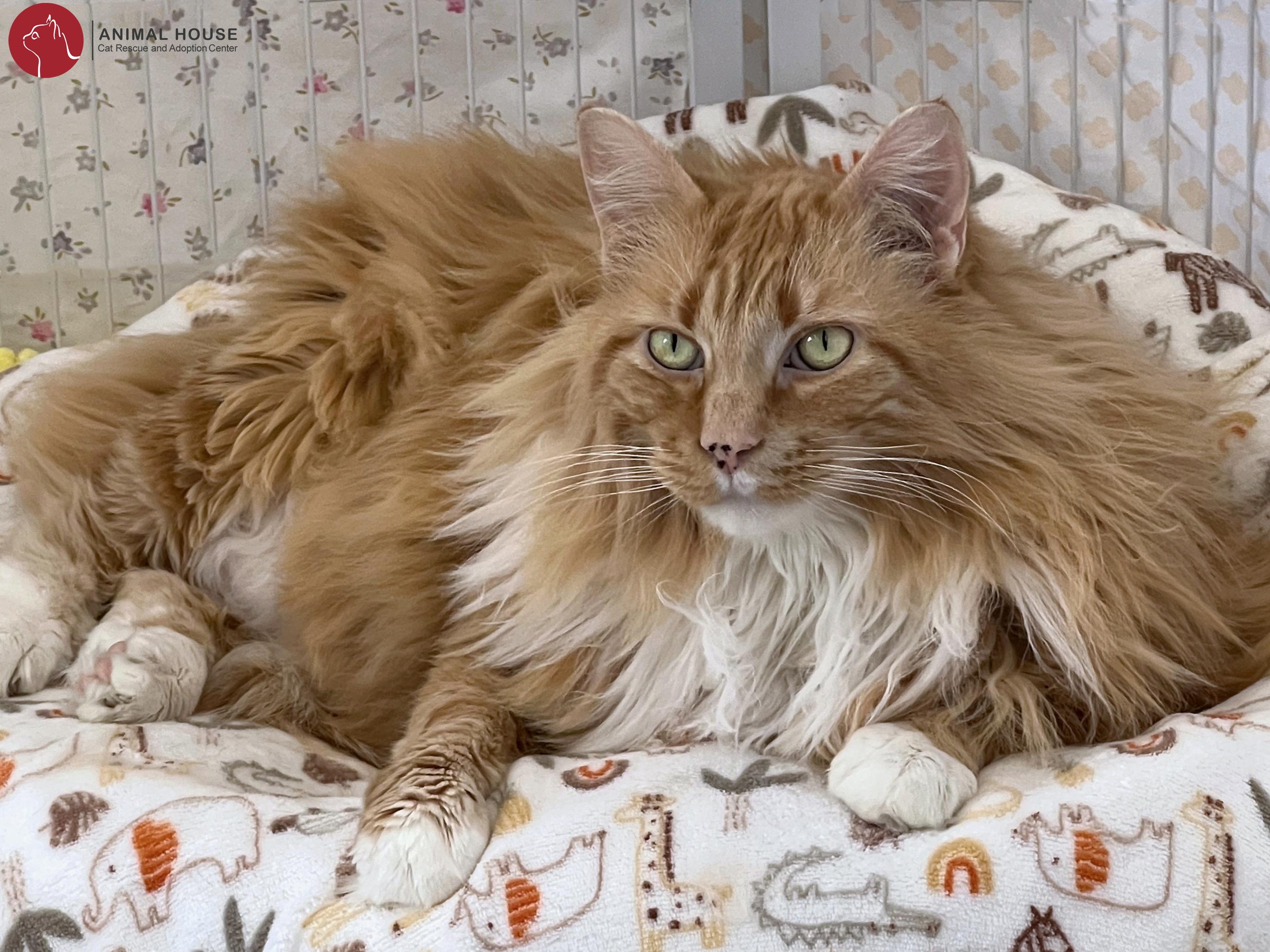 Enlarge Lord Fluffington, an adoptable Domestic Long Hair in St. Louis, MO image 1/1