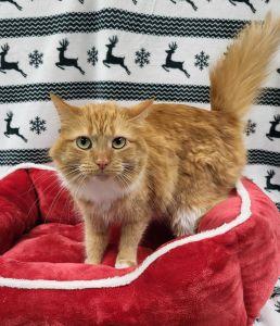 Sunny, ADOPTABLE, Adult Female Domestic Long Hair.