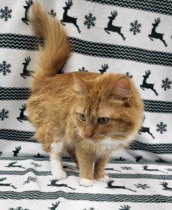 Enlarge Sunny, a ADOPTABLE Domestic Long Hair in Bucyrus, OH image 2/3