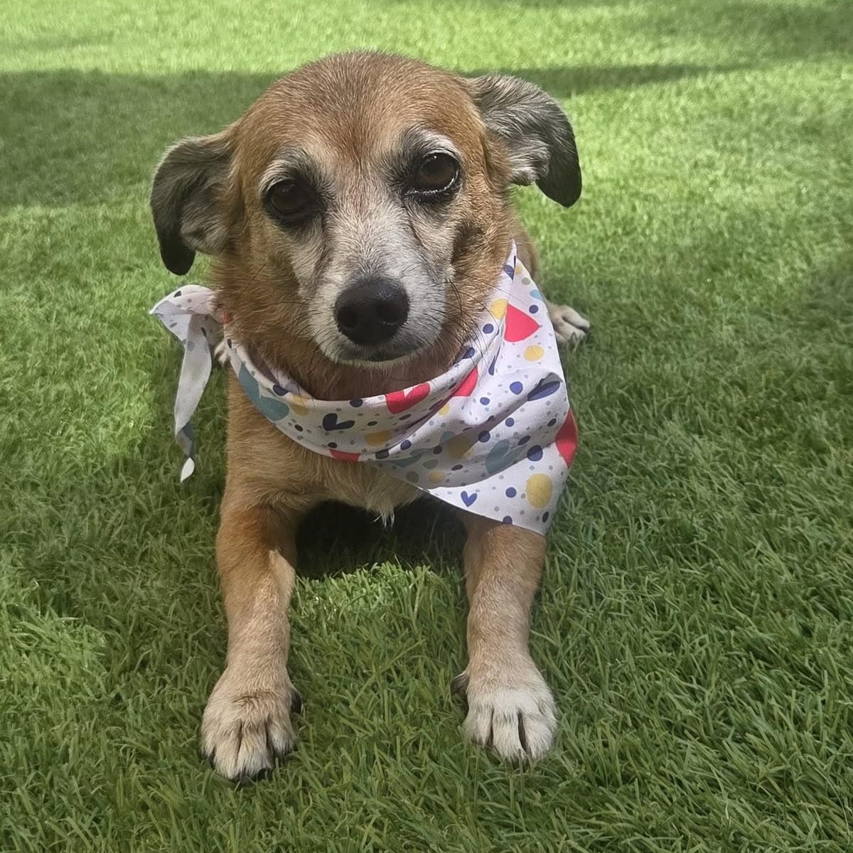 Enlarge Ellie, a Adoptable Chiweenie in Levittown , PA image 2/6