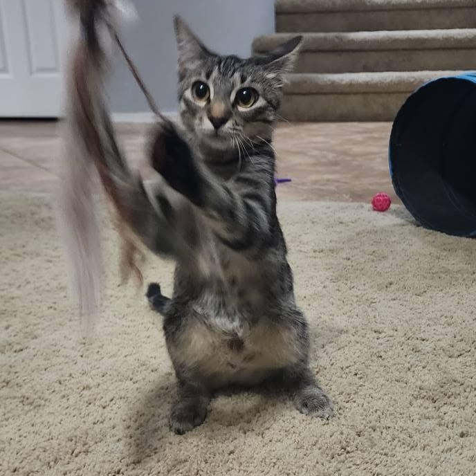 Enlarge Kovu, a Adoptable Domestic Short Hair in Queen Creek, AZ image 5/5