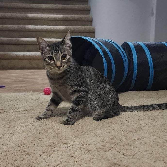 Enlarge Kovu, a Adoptable Domestic Short Hair in Queen Creek, AZ image 1/5