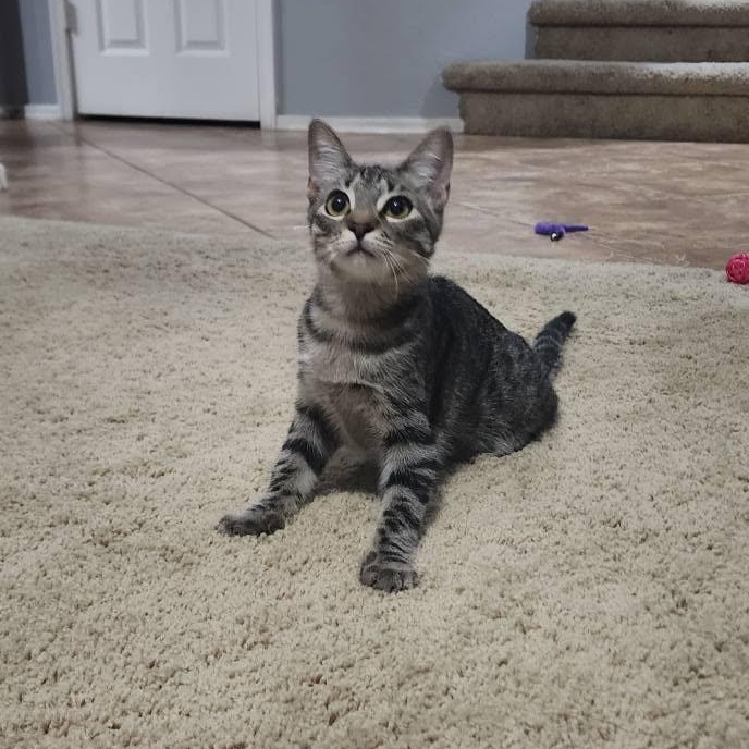 Enlarge Kovu, a Adoptable Domestic Short Hair in Queen Creek, AZ image 2/5