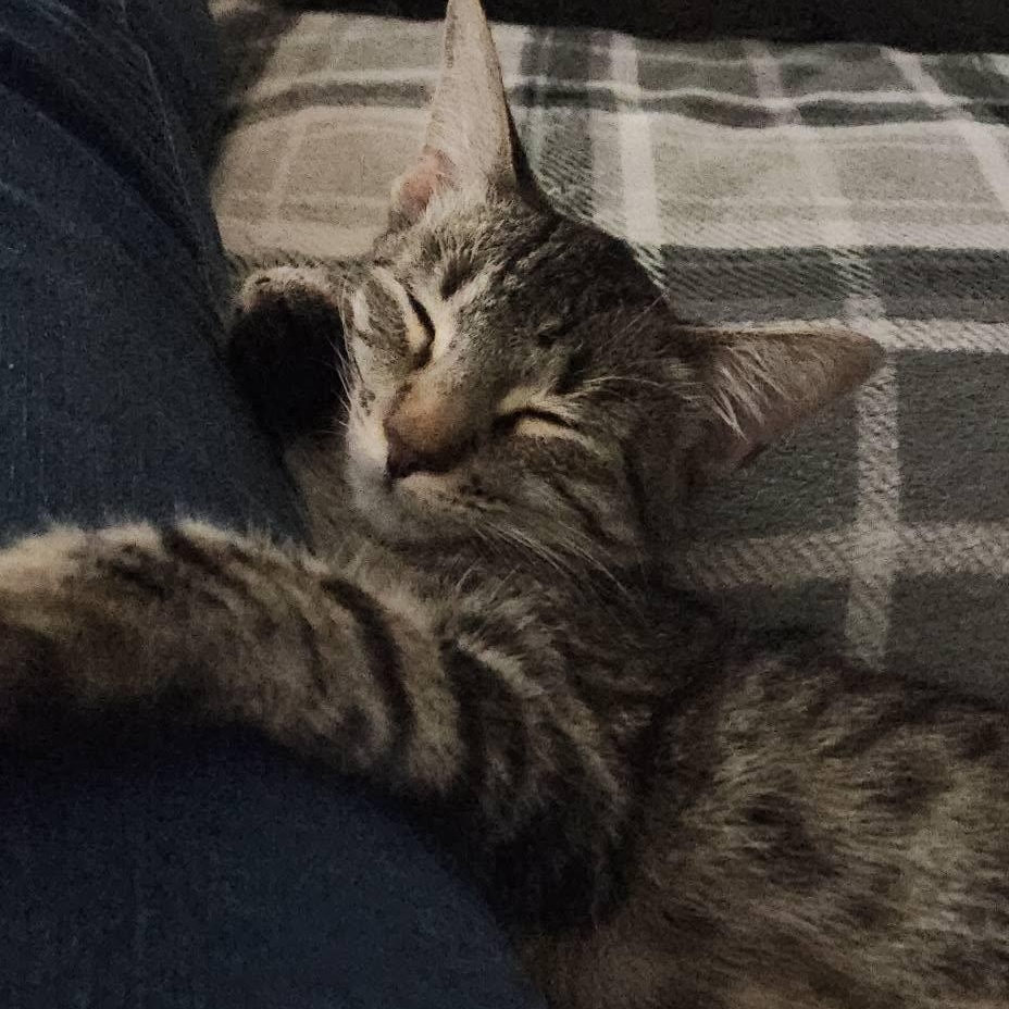 Enlarge Kovu, a Adoptable Domestic Short Hair in Queen Creek, AZ image 4/5