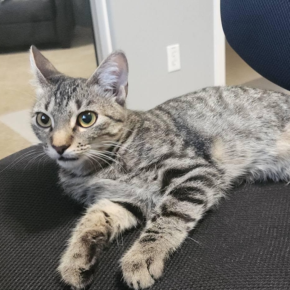 Enlarge Kovu, a Adoptable Domestic Short Hair in Queen Creek, AZ image 3/5