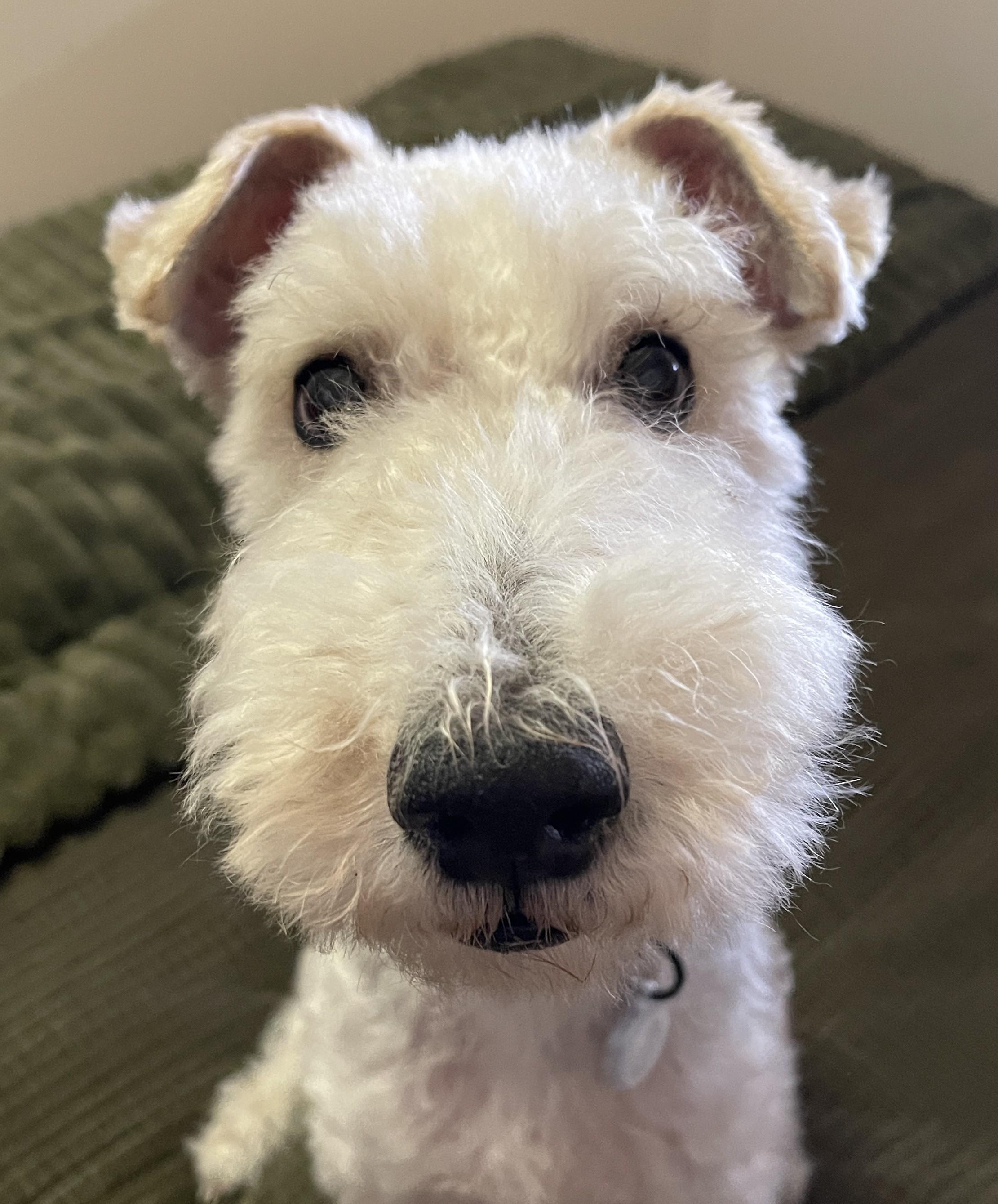 Enlarge YADI, an adopted Wire Fox Terrier in Mokena, IL image 1/6