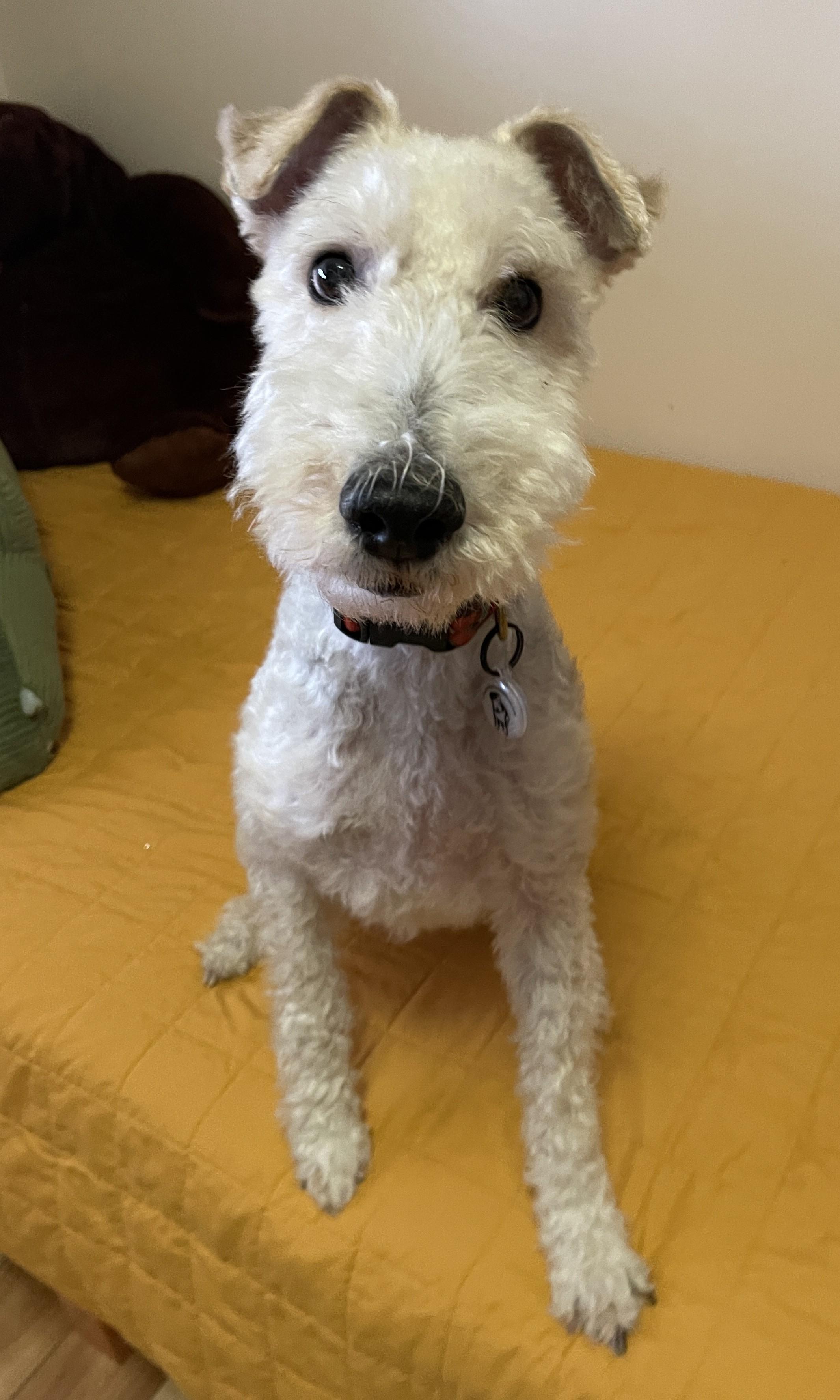 Enlarge YADI, an adopted Wire Fox Terrier in Mokena, IL image 4/6
