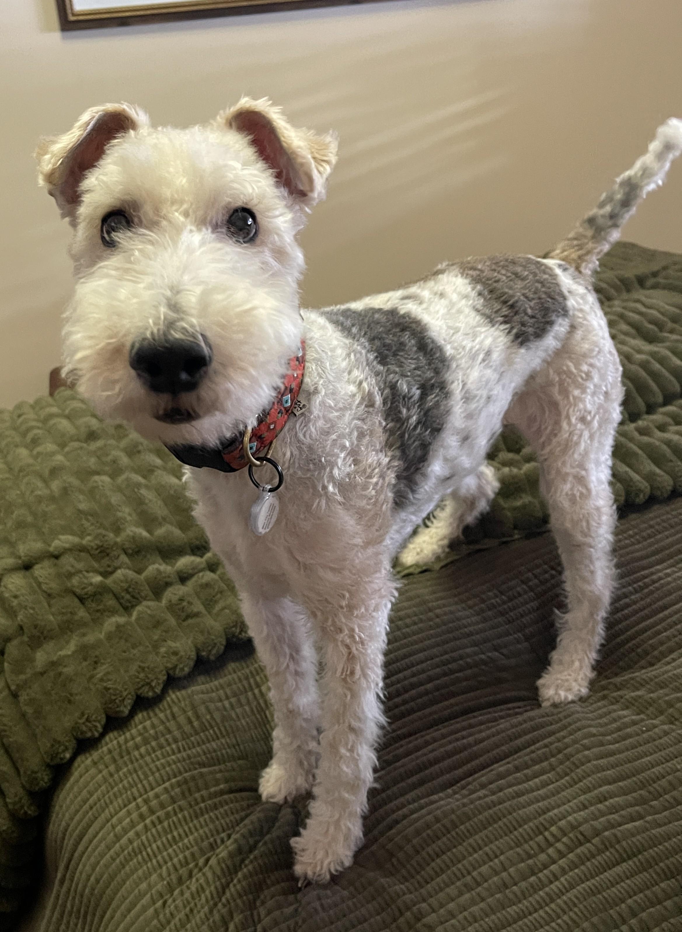 Enlarge YADI, an adopted Wire Fox Terrier in Mokena, IL image 3/6