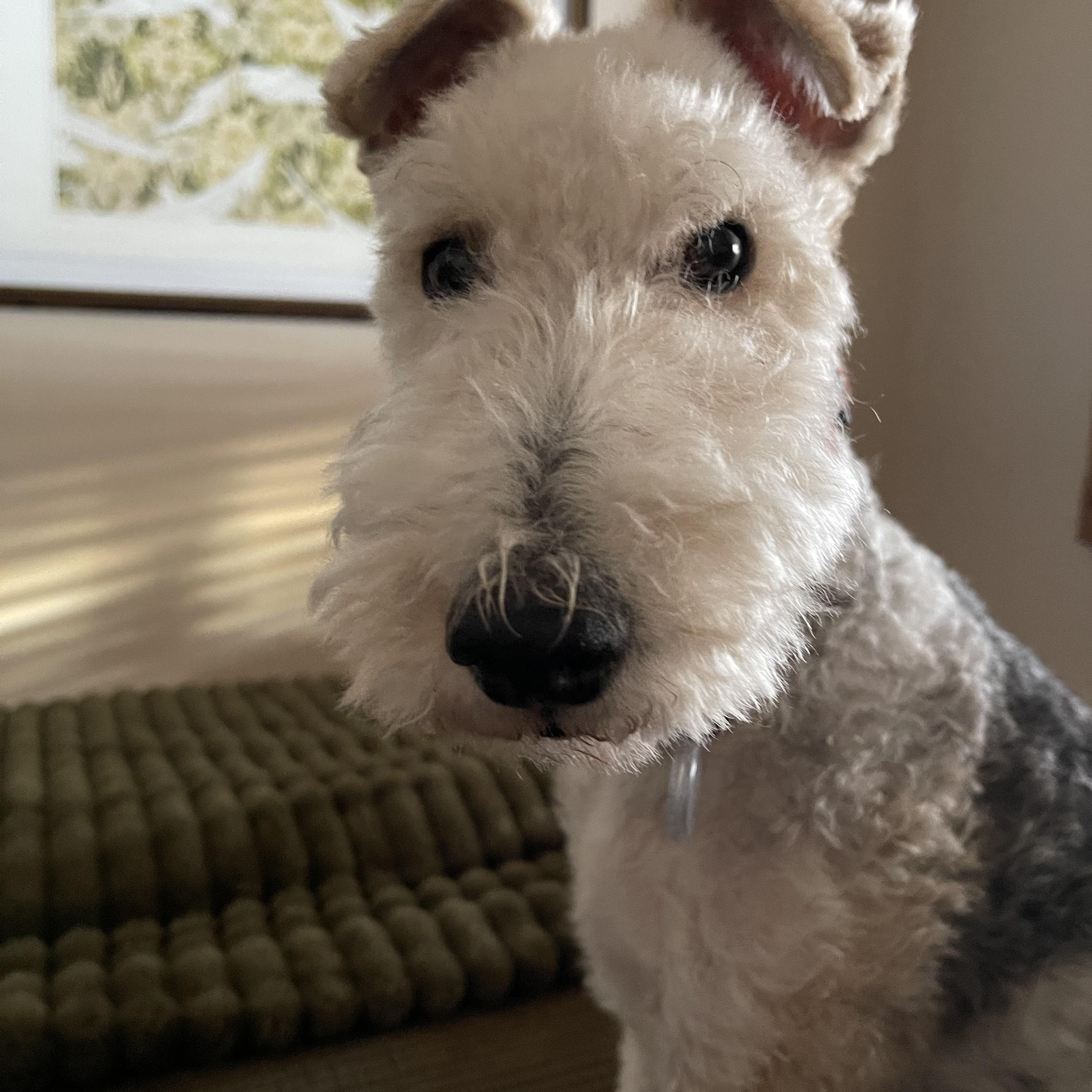 Enlarge YADI, an adopted Wire Fox Terrier in Mokena, IL image 2/6