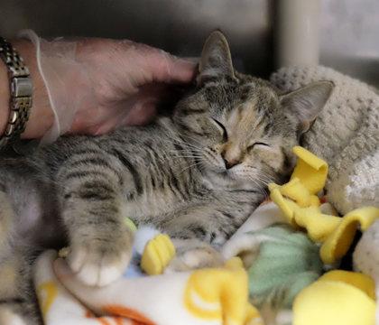 Tin Can, Adoptable, Kitten Female Domestic Short Hair & Domestic Short Hair.