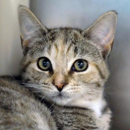 Enlarge Tin Can, a Adoptable Domestic Short Hair in Ann Arbor, MI image 2/3