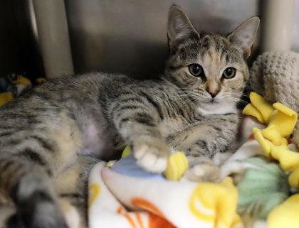 Enlarge Tin Can, a Adoptable Domestic Short Hair in Ann Arbor, MI image 3/3