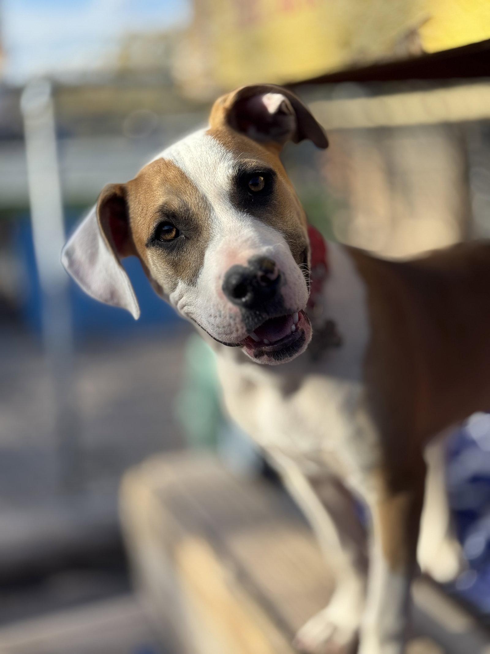 Ozzy, Adoptable, Young Male Staffordshire Bull Terrier & Boxer.