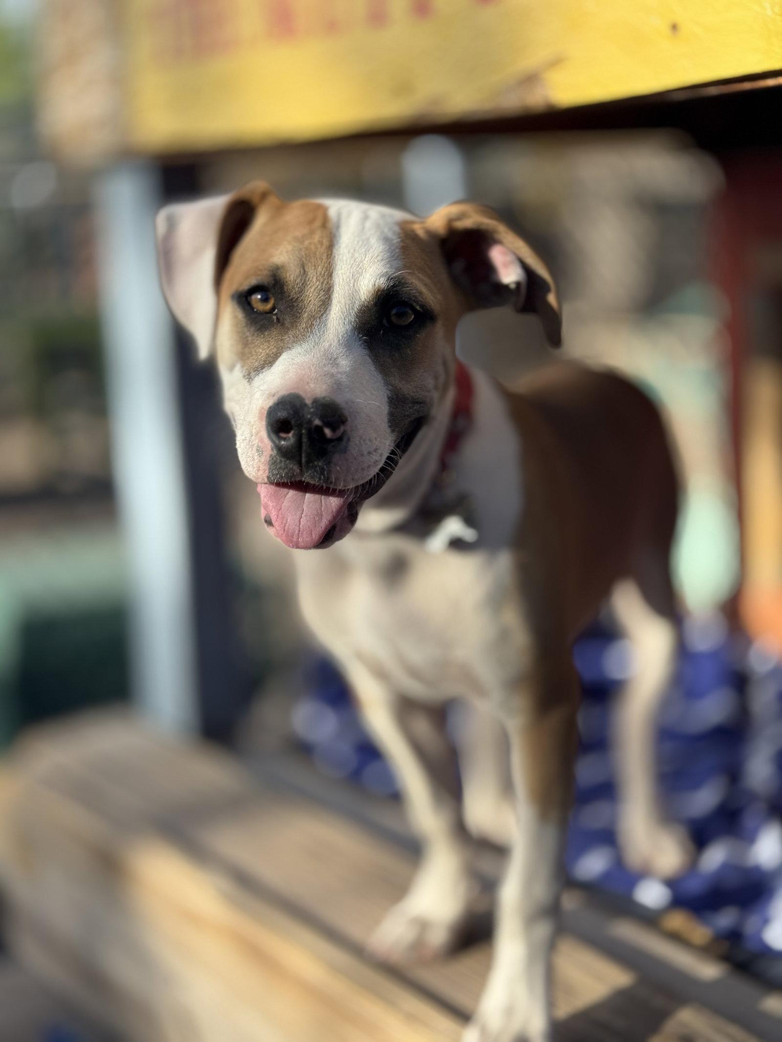 Enlarge Ozzy, a Adoptable mixed breed in Williamsburg, NM image 2/3