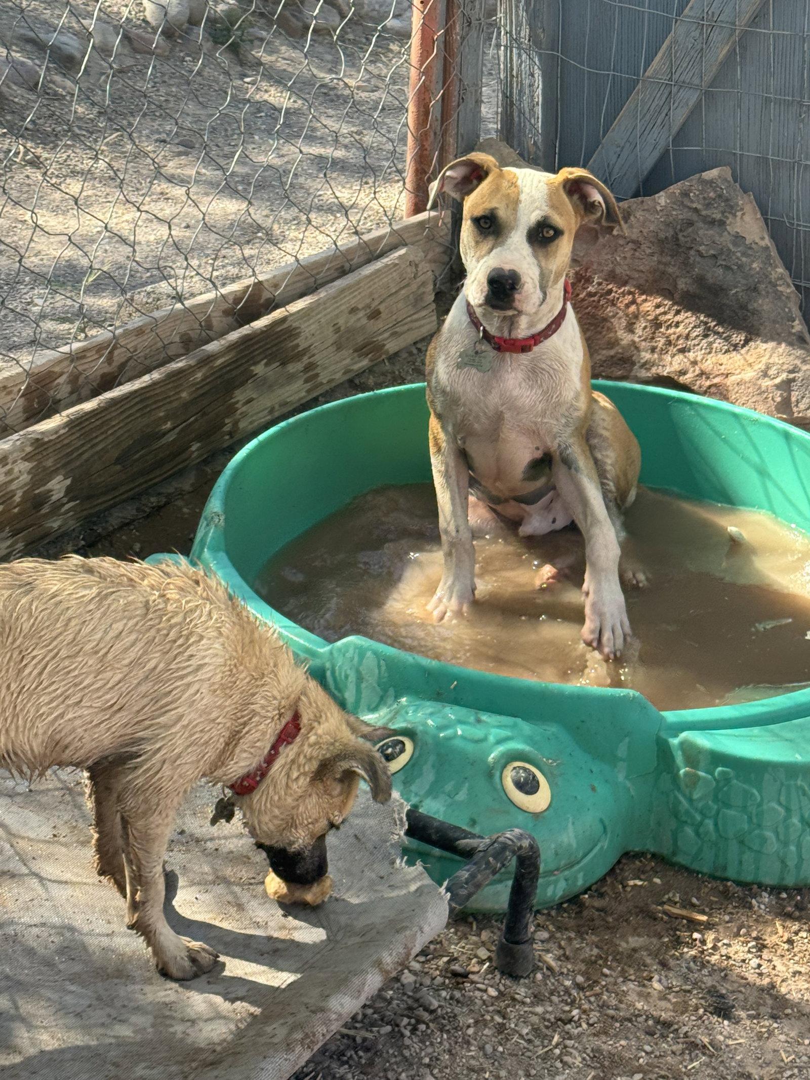 Enlarge Ozzy, a Adoptable mixed breed in Williamsburg, NM image 3/3