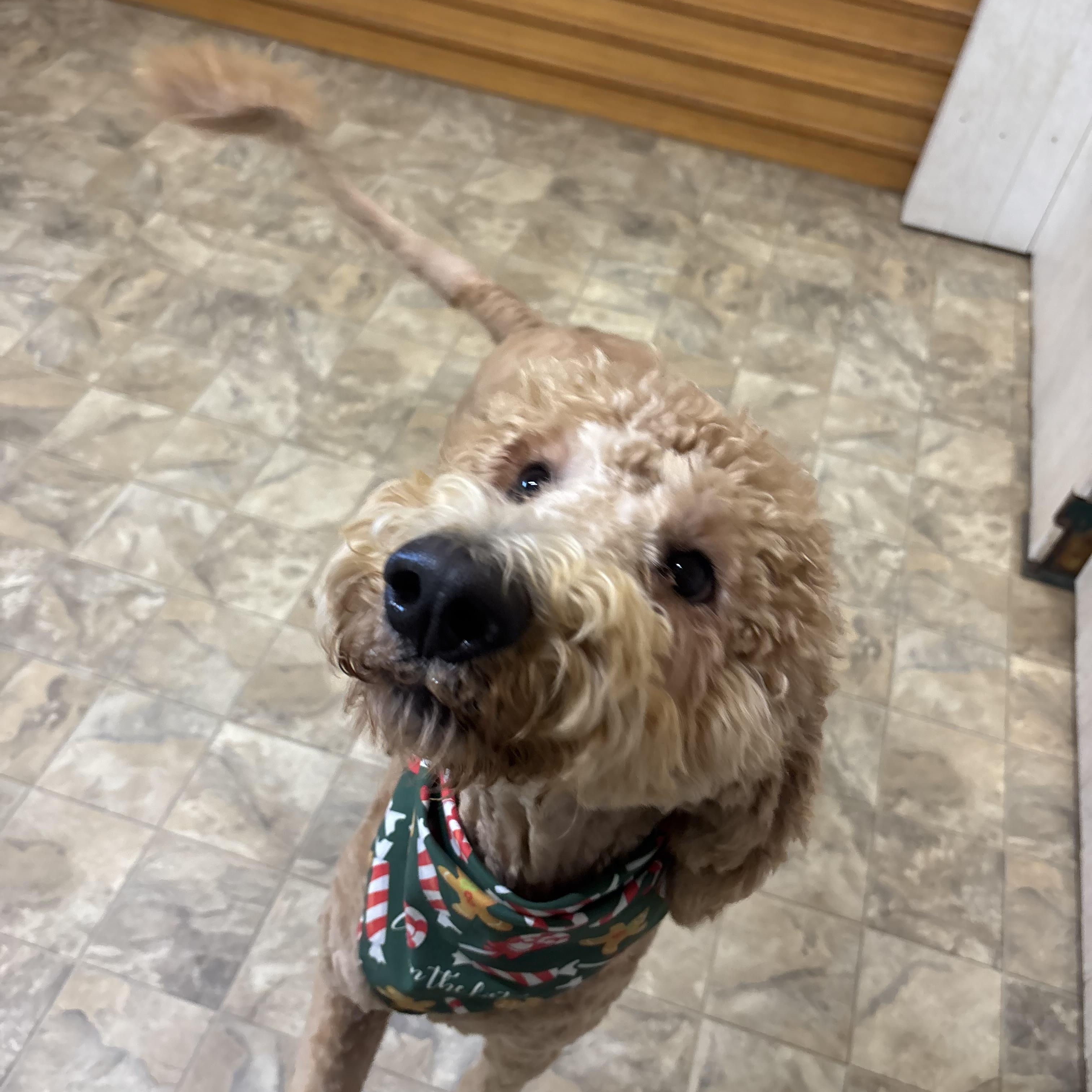 Enlarge Marty, an adopted mixed breed in Pilot Point, TX image 2/5