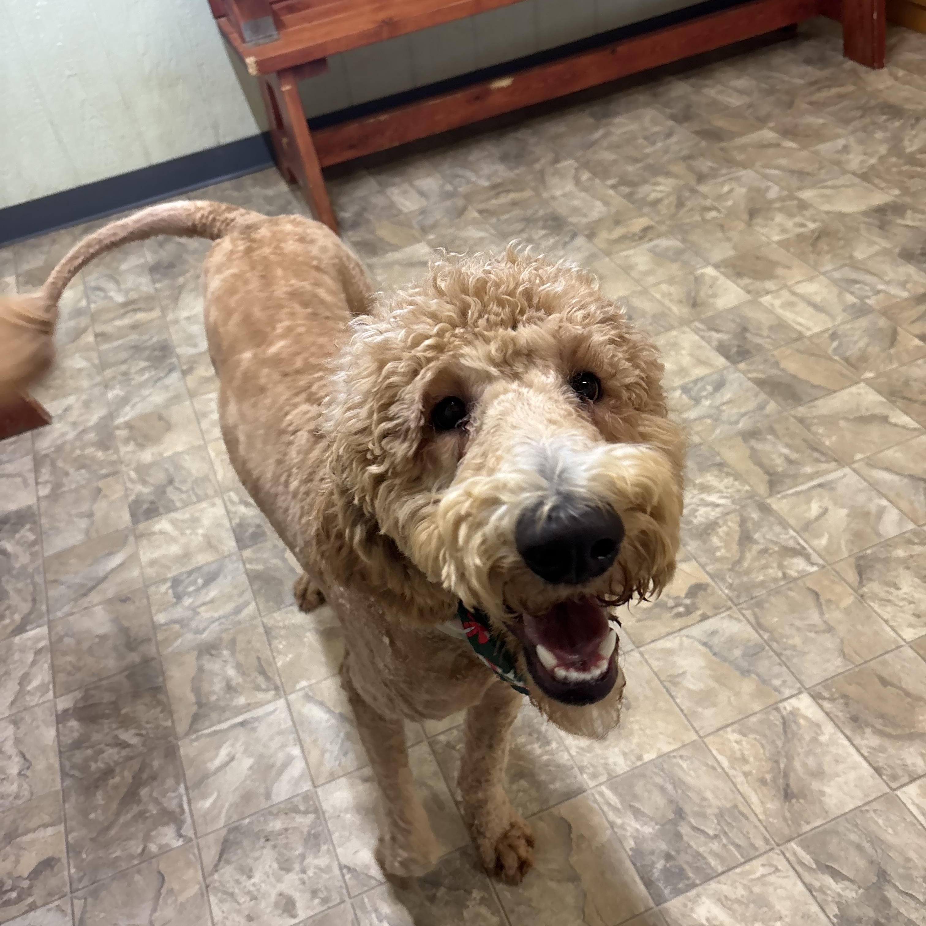 Enlarge Marty, an adopted mixed breed in Pilot Point, TX image 5/5
