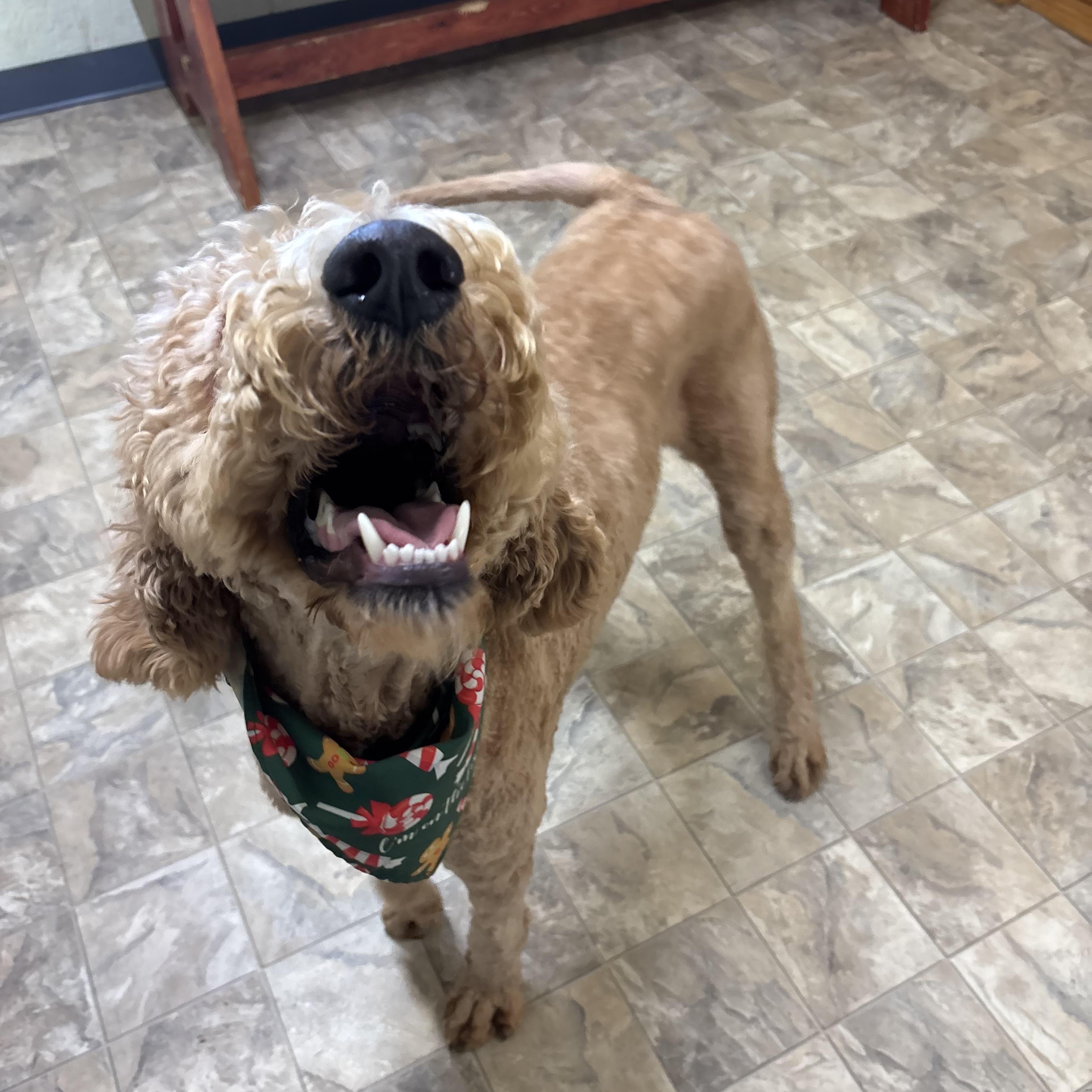 Enlarge Marty, an adopted mixed breed in Pilot Point, TX image 3/5