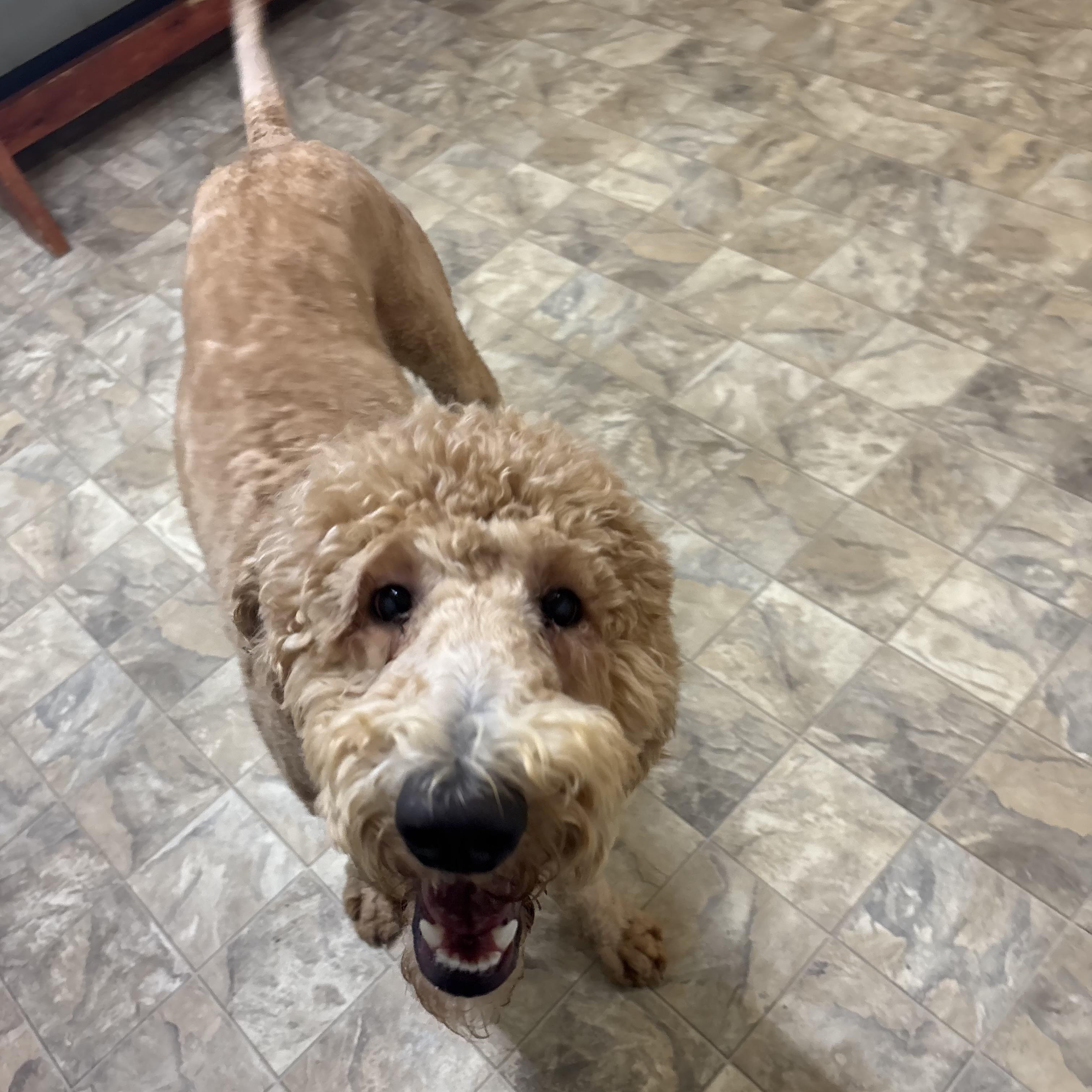Marty, adopted, Adult Male Labradoodle.