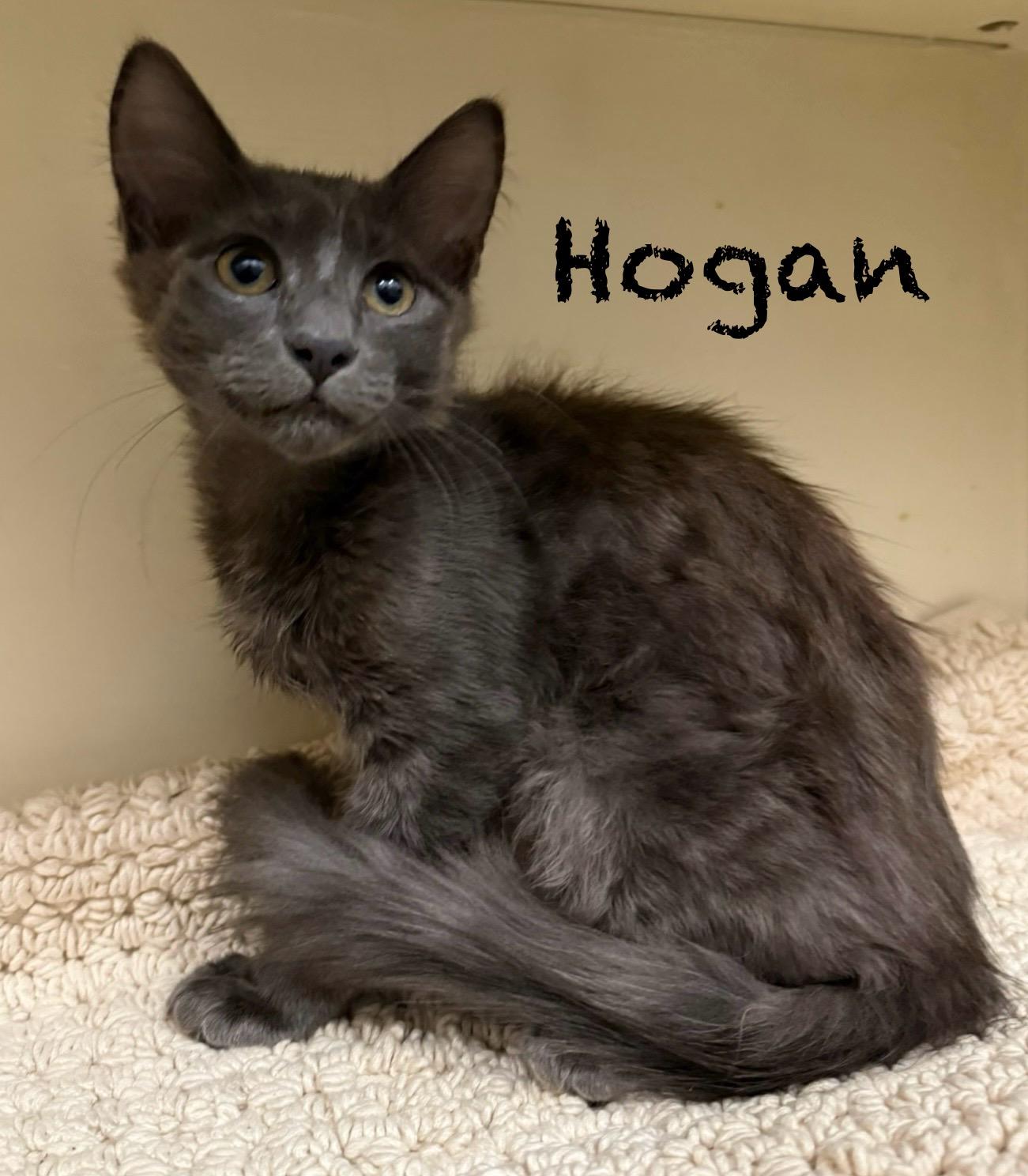 Hogan, Baby Male unknown