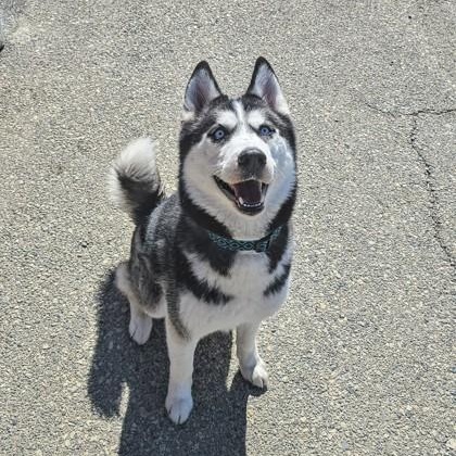 Cleo, Adoptable, Adult Female Siberian Husky.