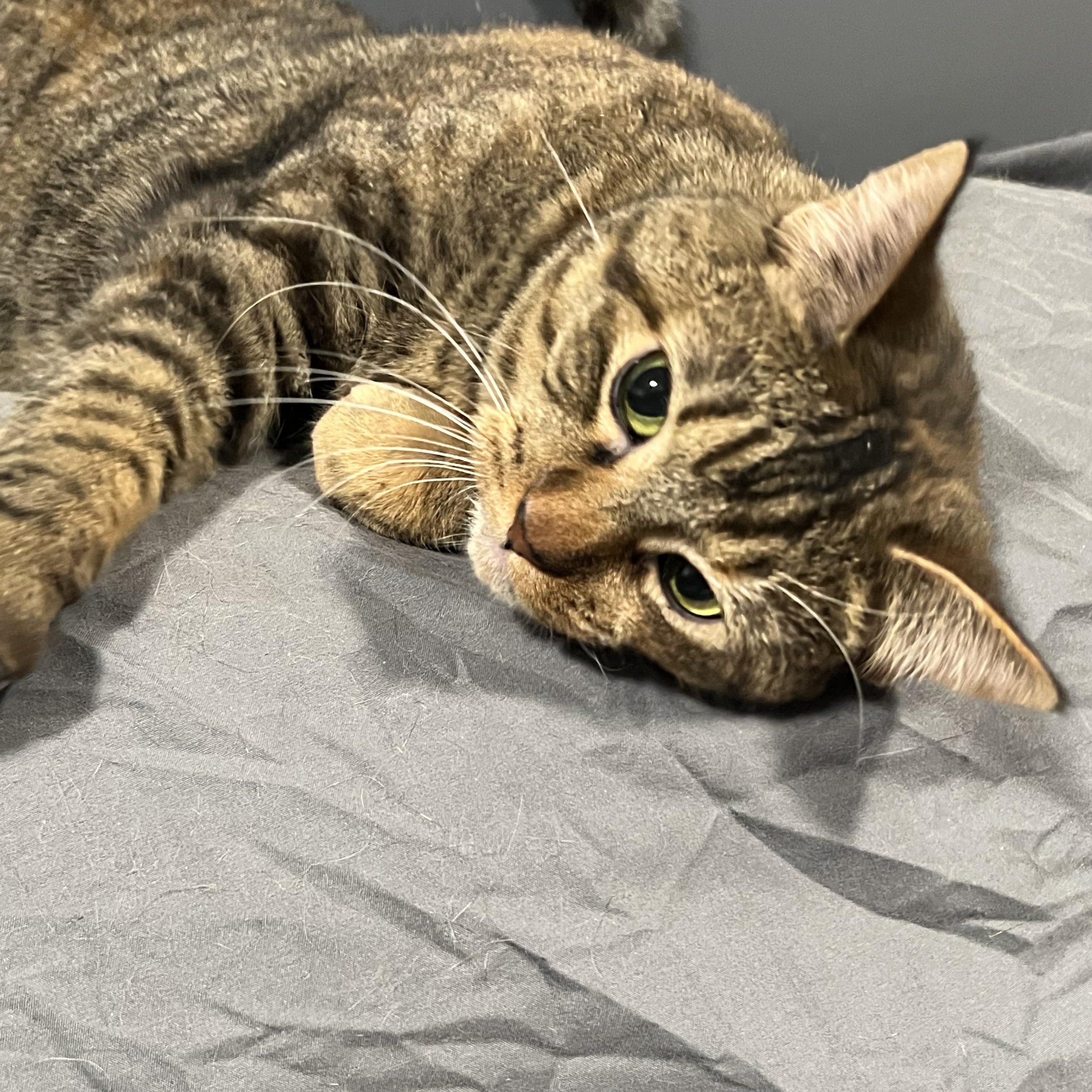 Enlarge Tabby Tabby, an adoptable mixed breed in Mesa, AZ image 3/3