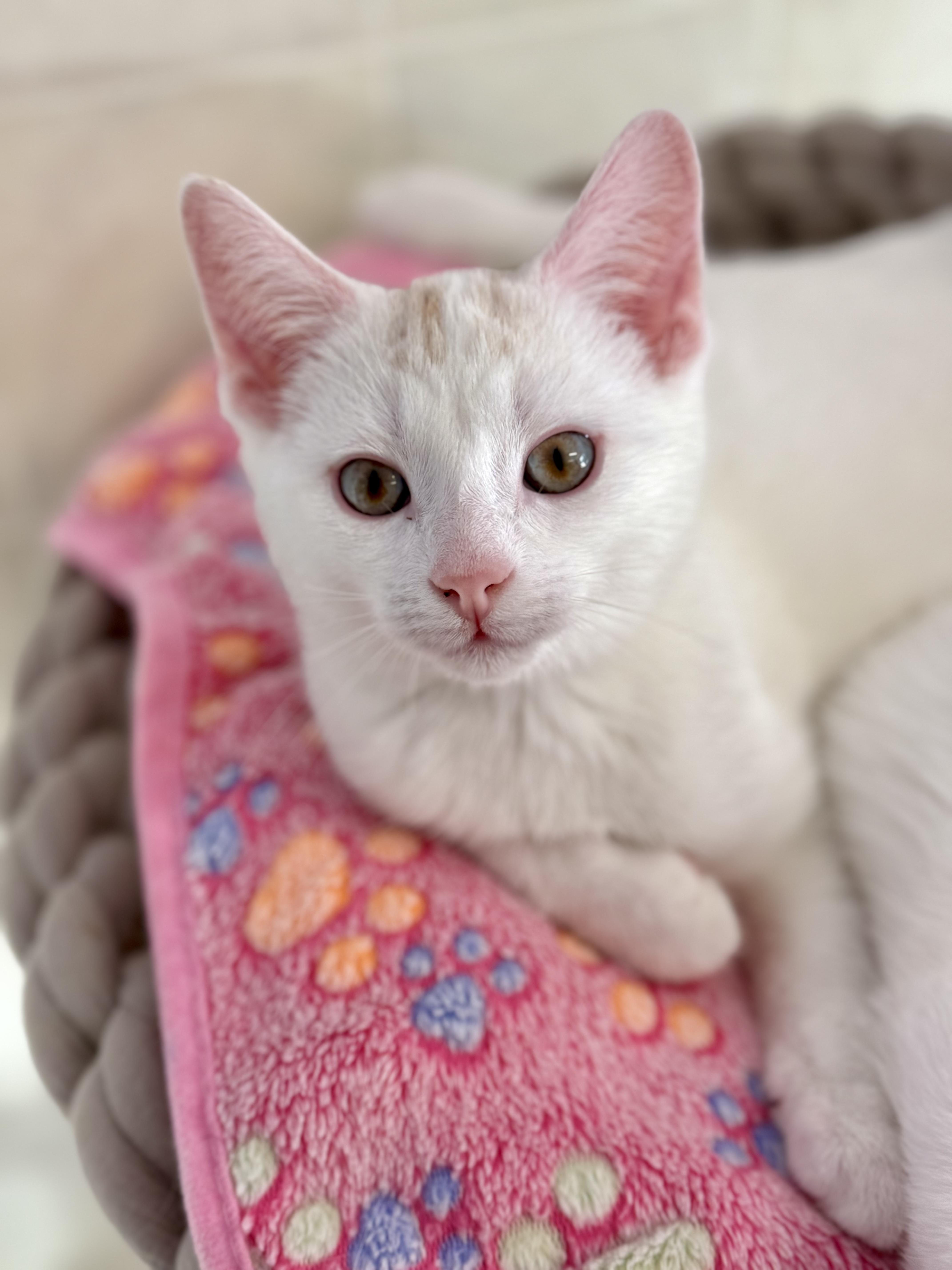 Charlie, adopted, Kitten Male Domestic Short Hair.